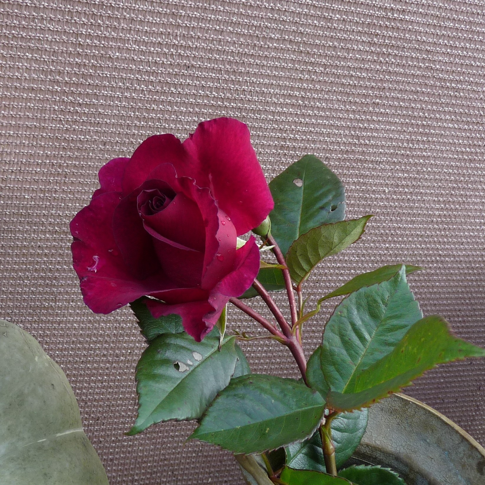 Smoky Plum – Bild 6