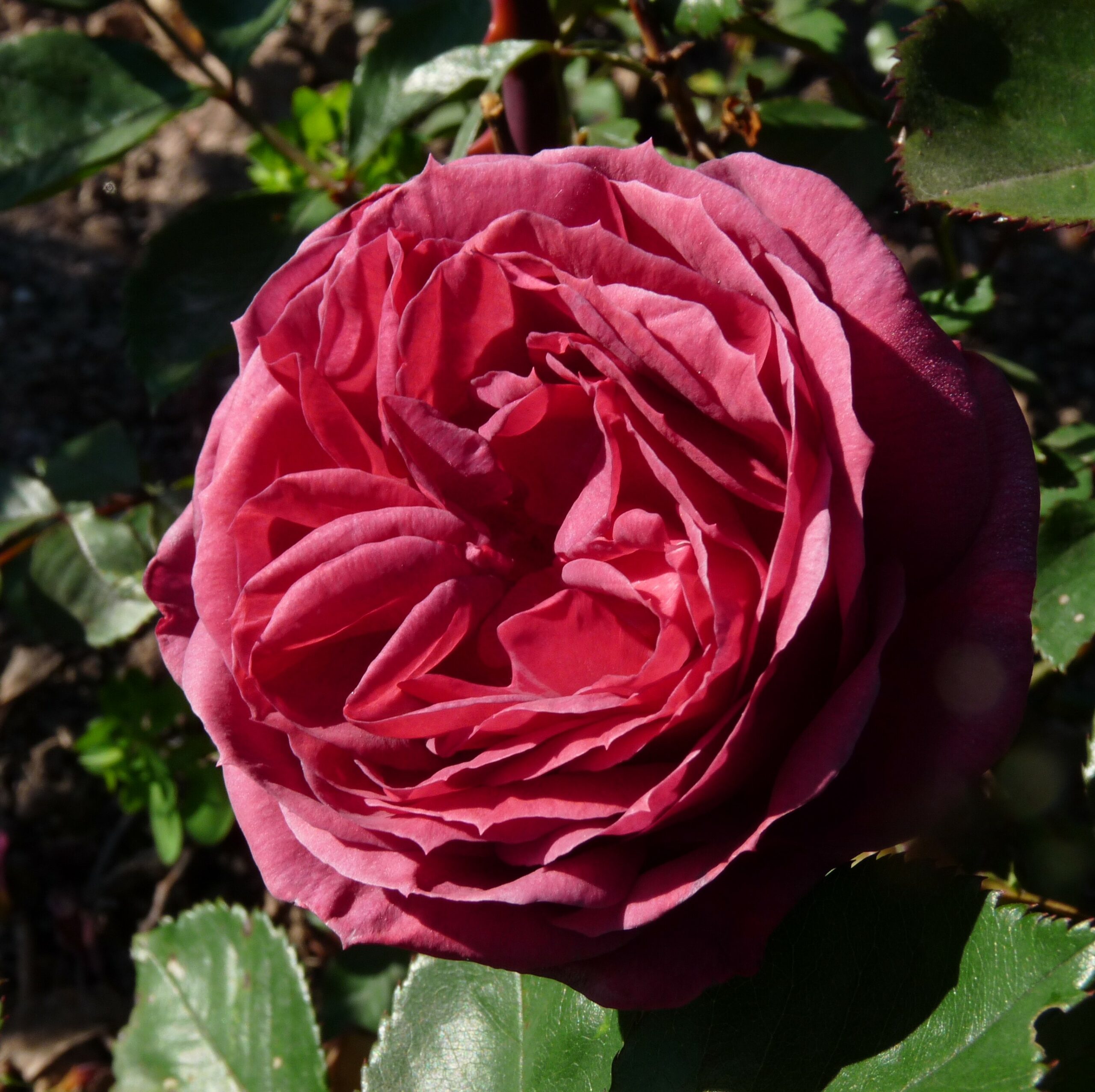 Smoky Plum – Bild 9