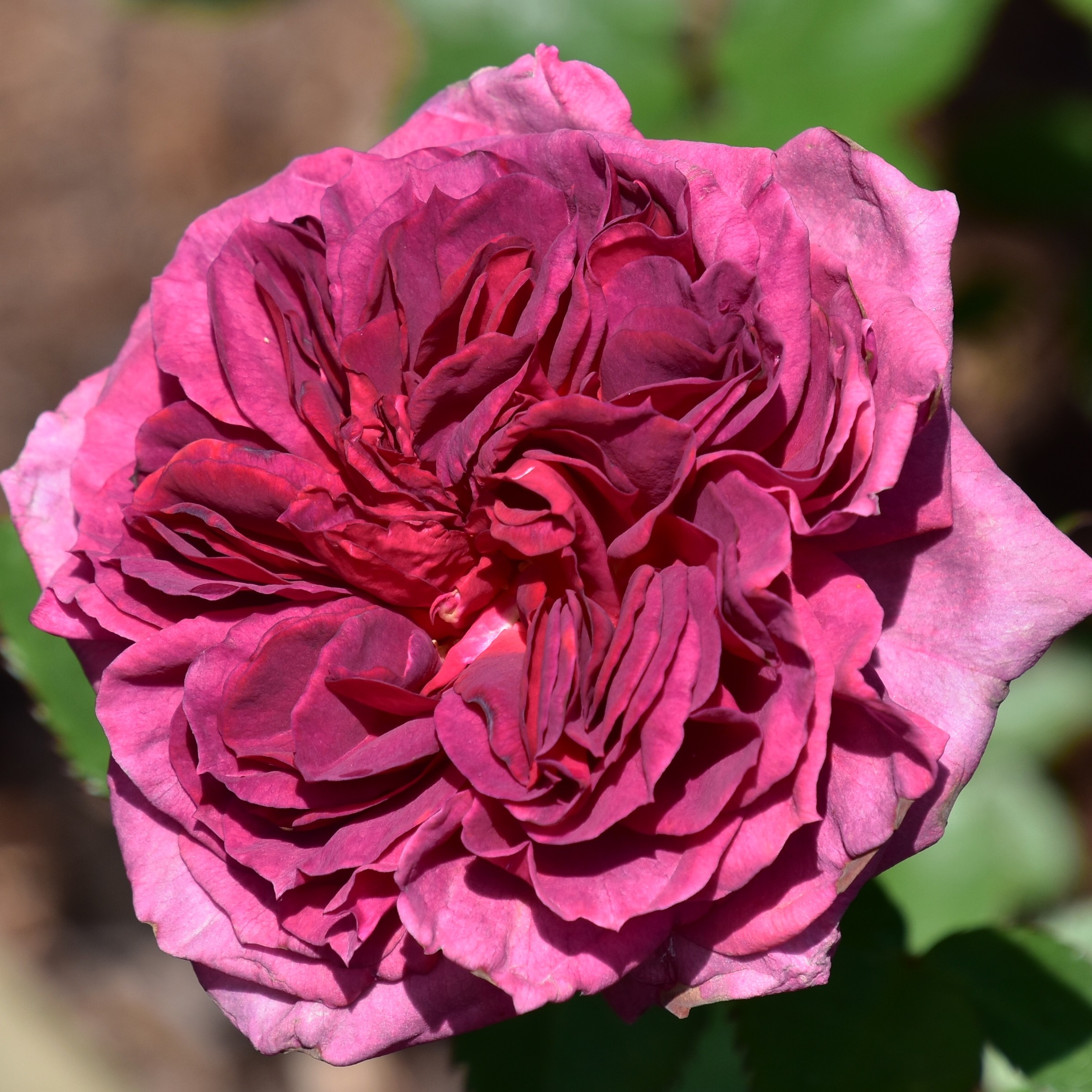 Smoky Plum – Bild 2