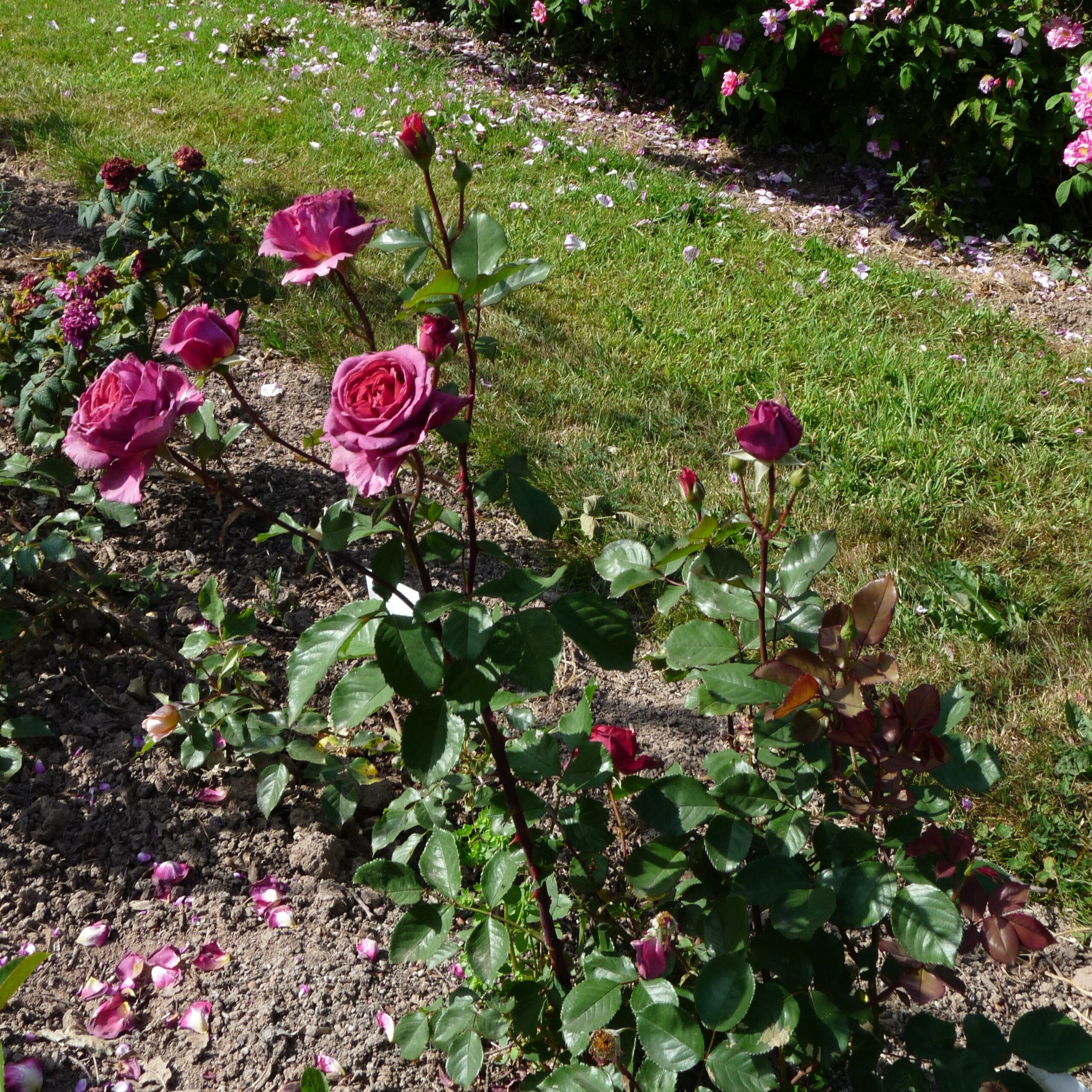 Smoky Plum – Bild 10