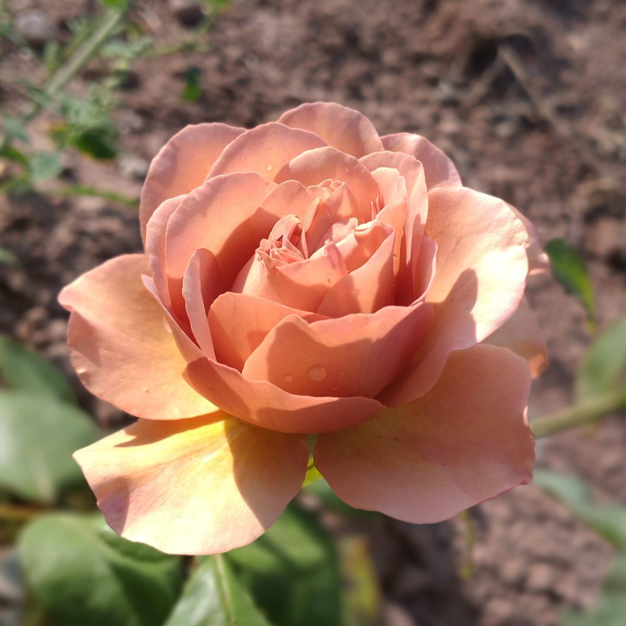Caramel light – Bild 3