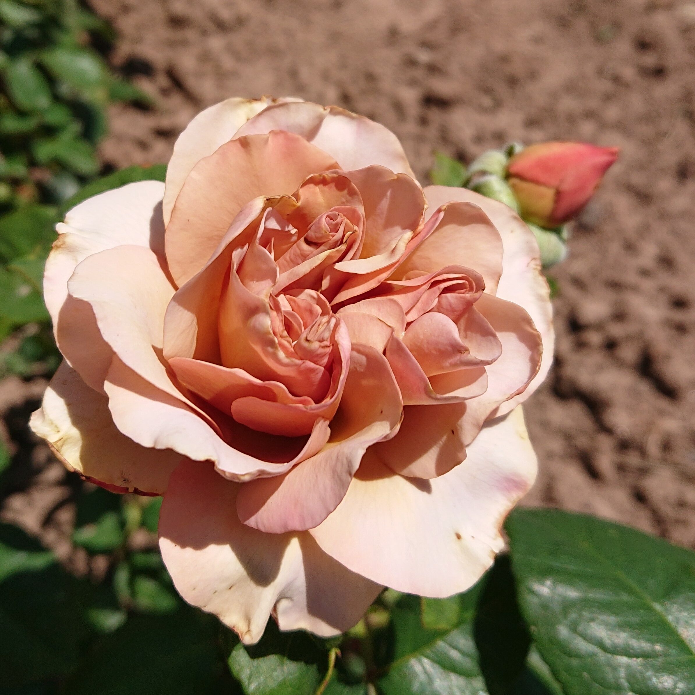 Caramel light – Bild 7