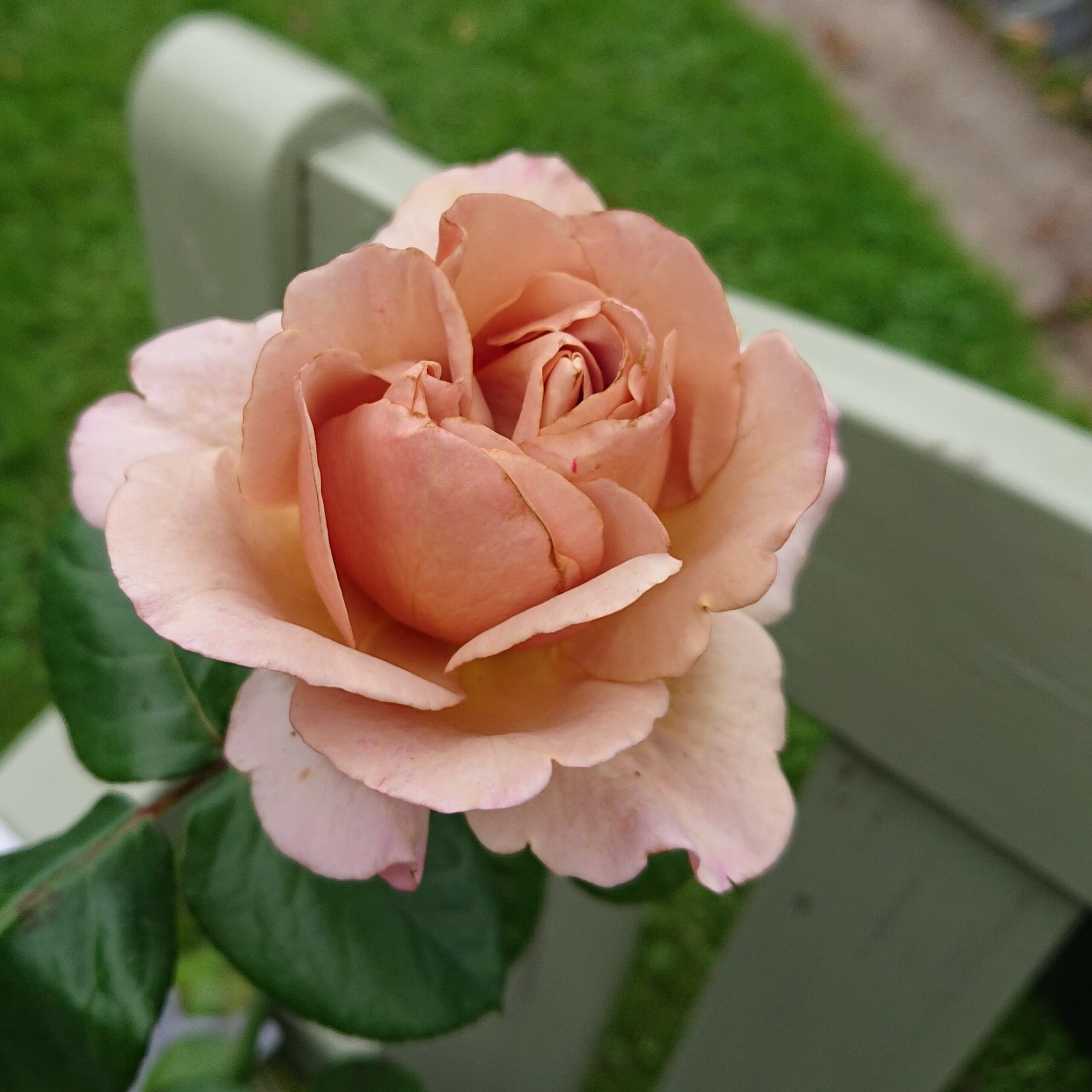 Caramel light – Bild 5