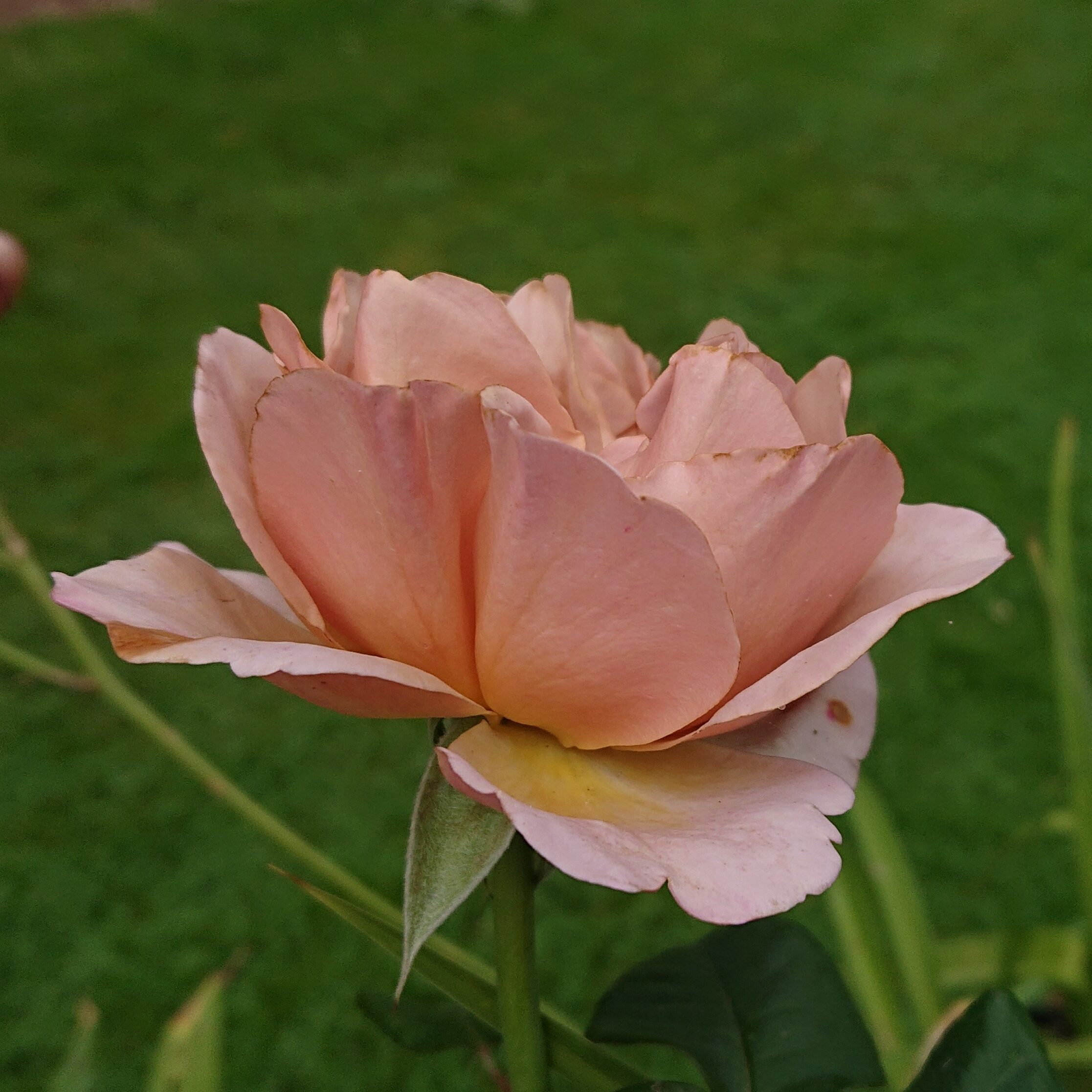 Caramel light – Bild 6