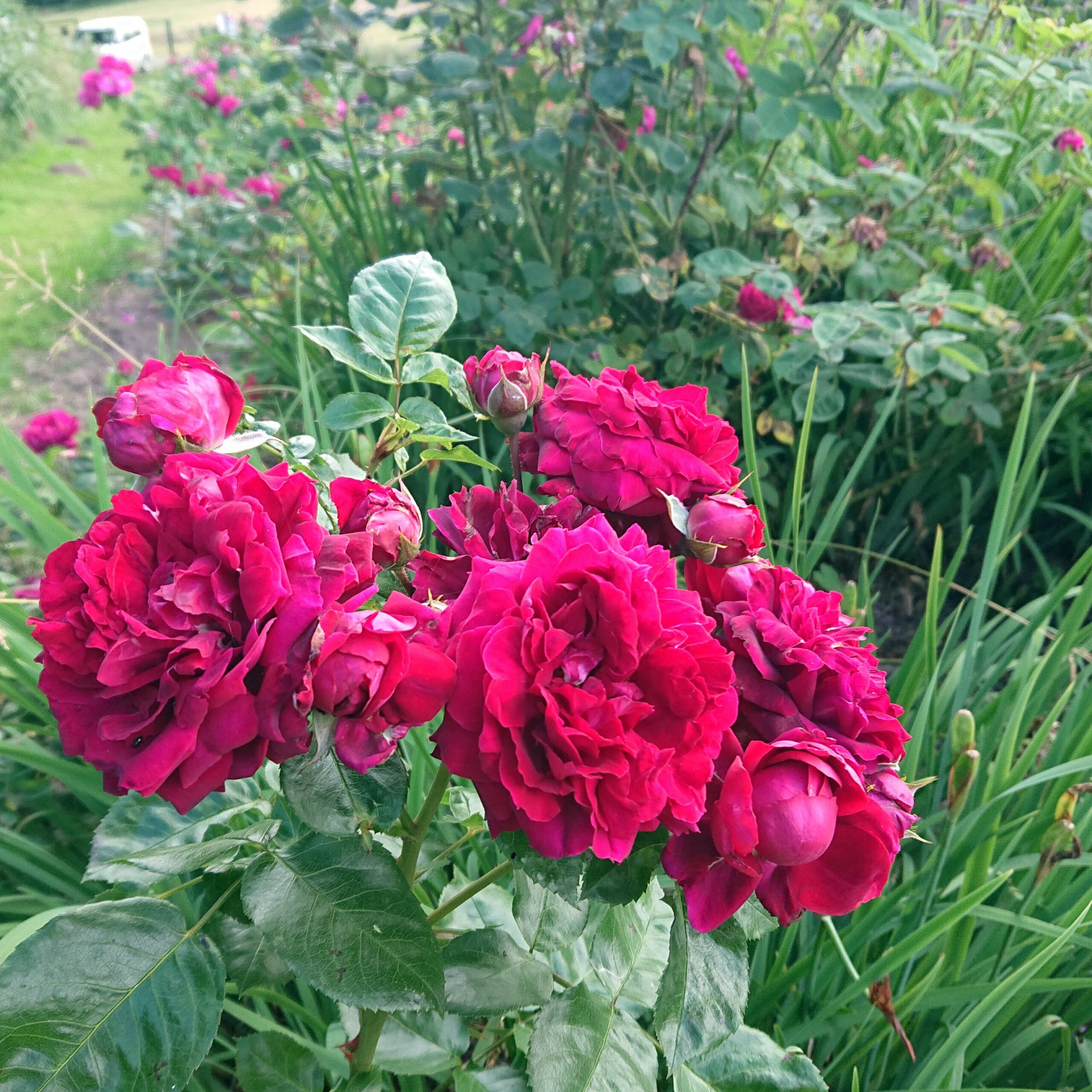 Highgrove – Bild 5