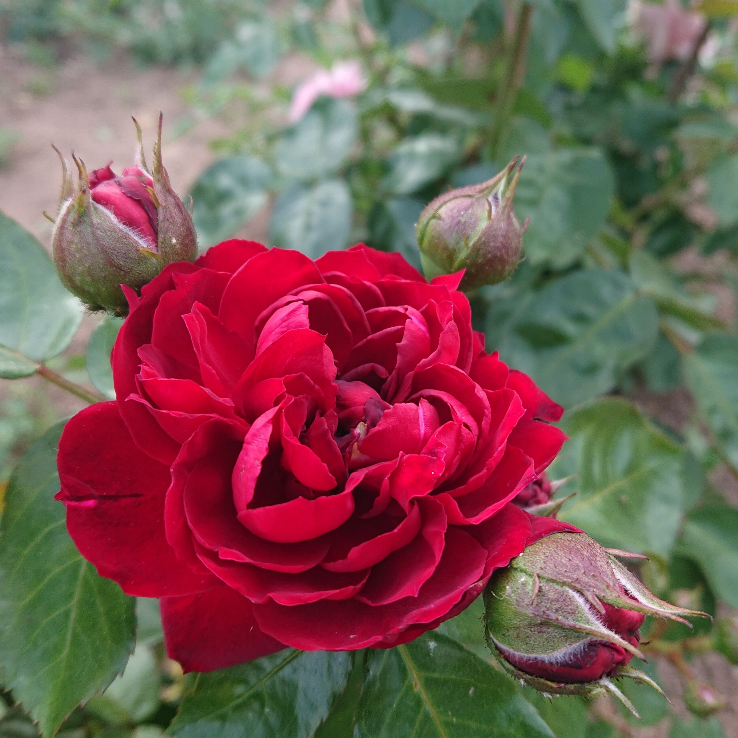 Highgrove – Bild 7
