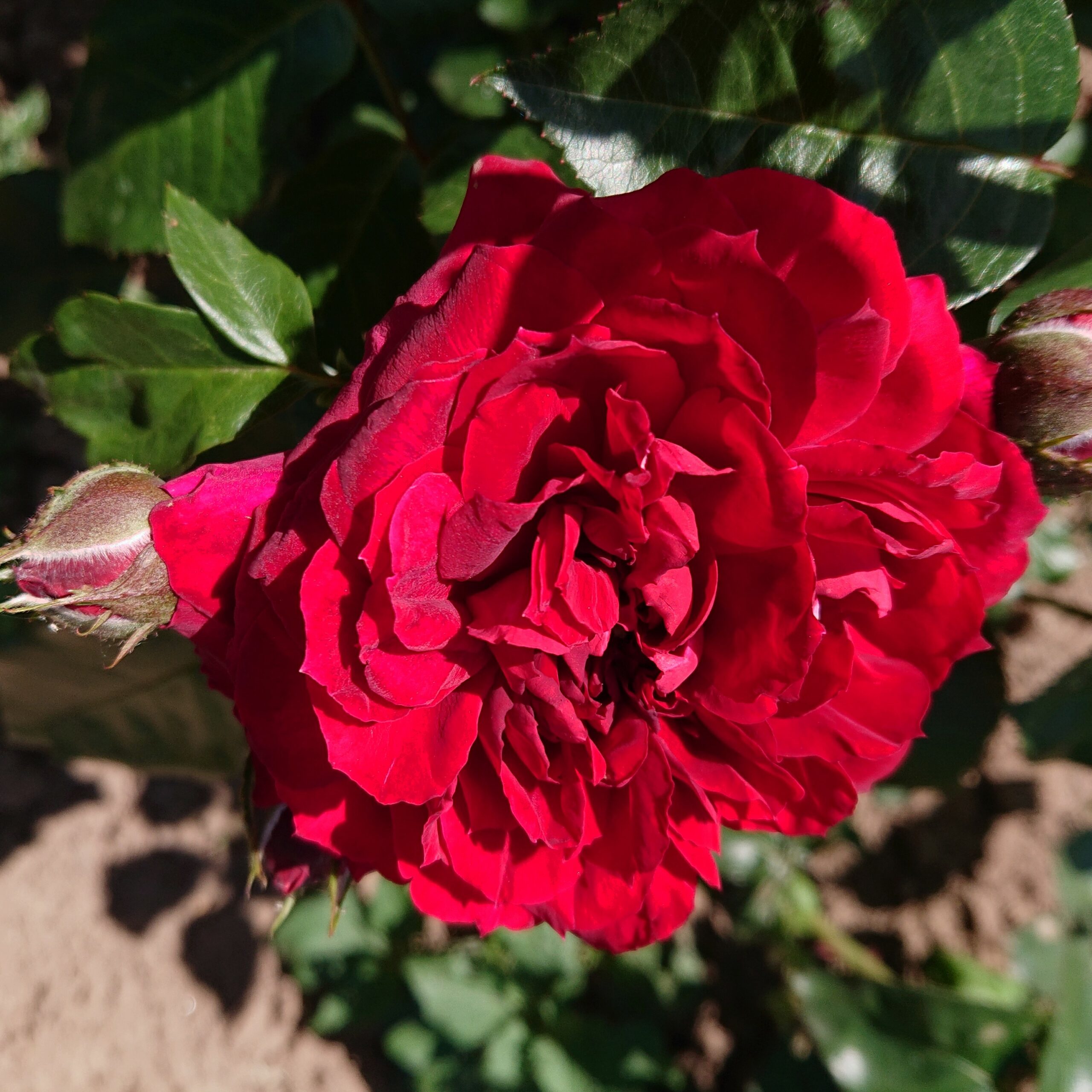 Highgrove – Bild 8