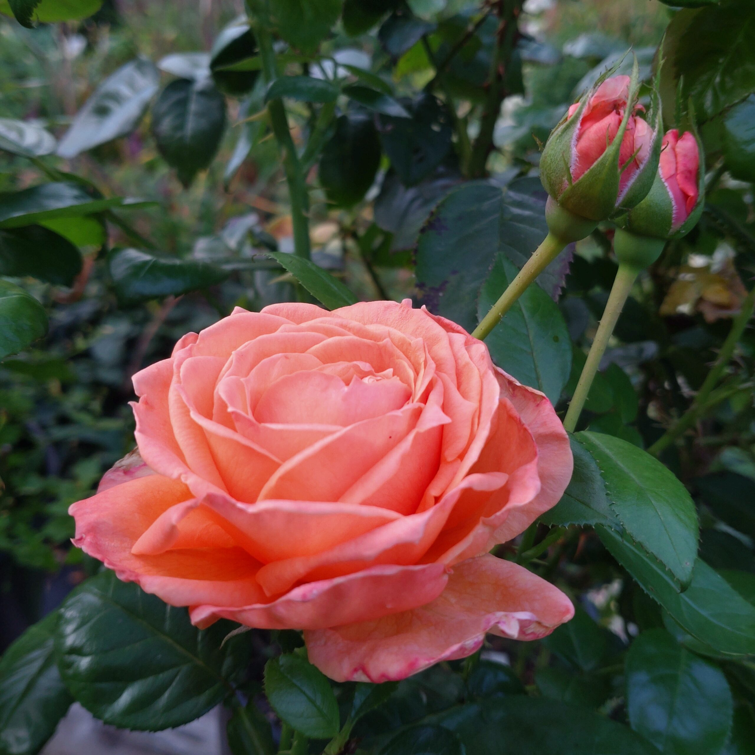 Lady Marmalade – Bild 2