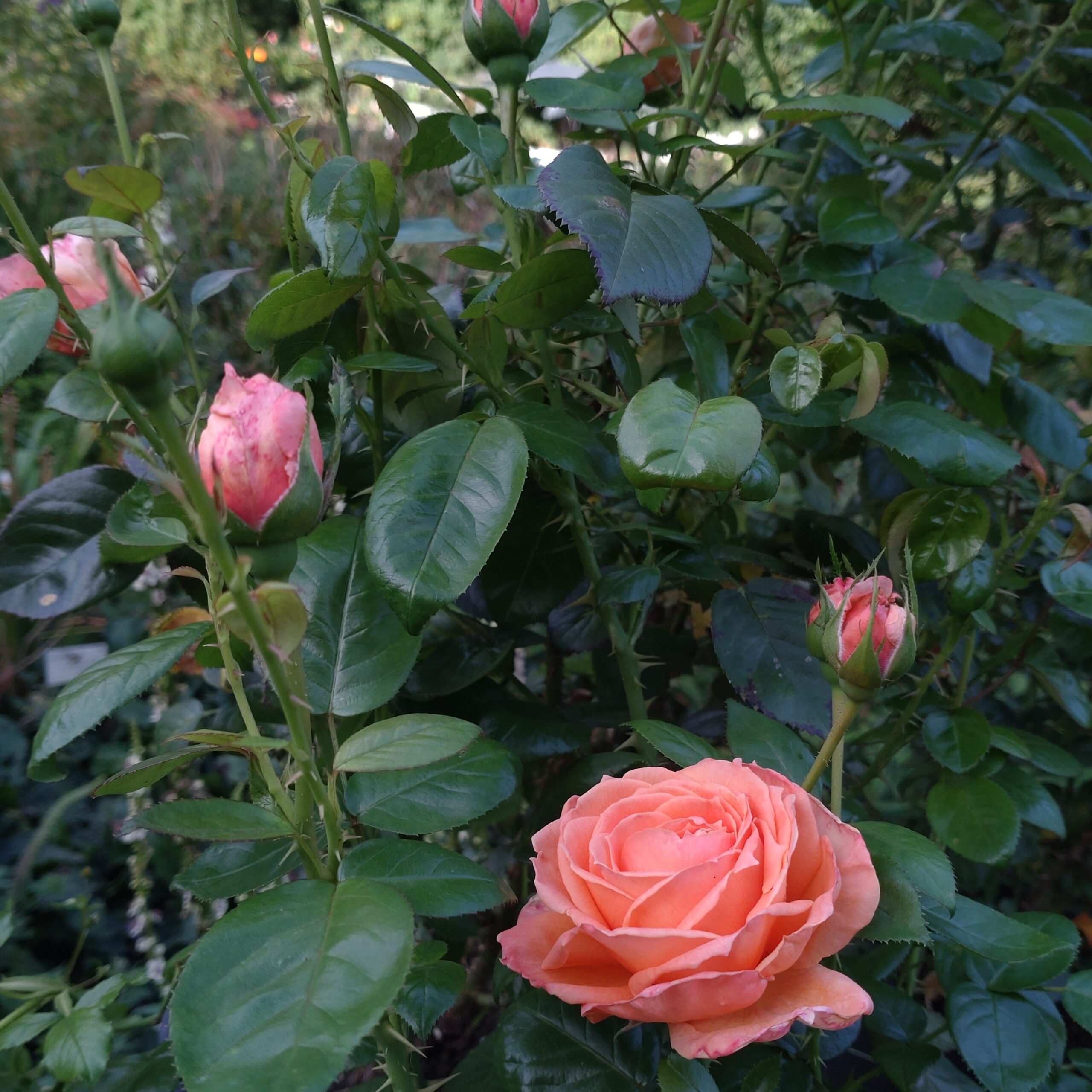 Lady Marmalade – Bild 3