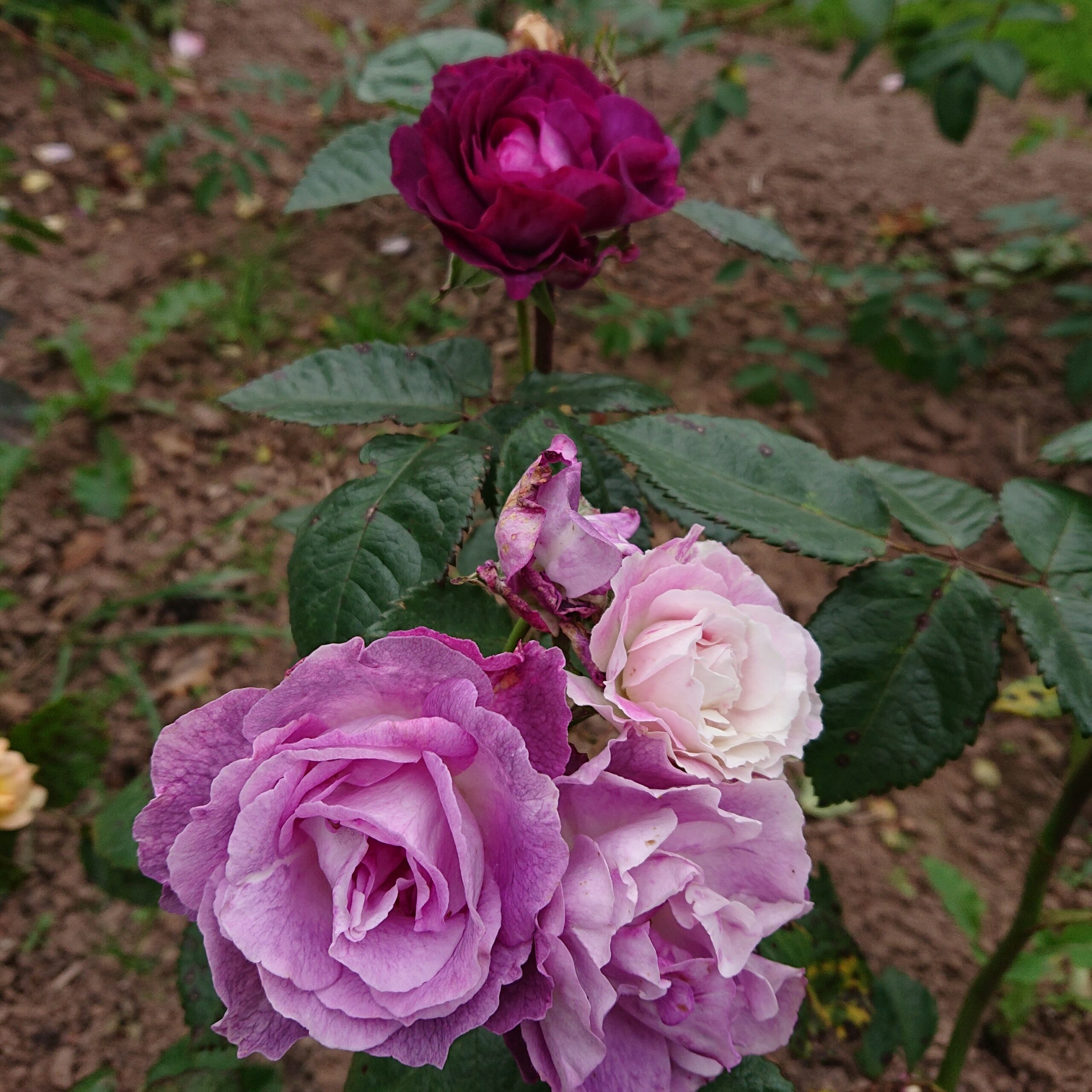 Olena – Bild 4