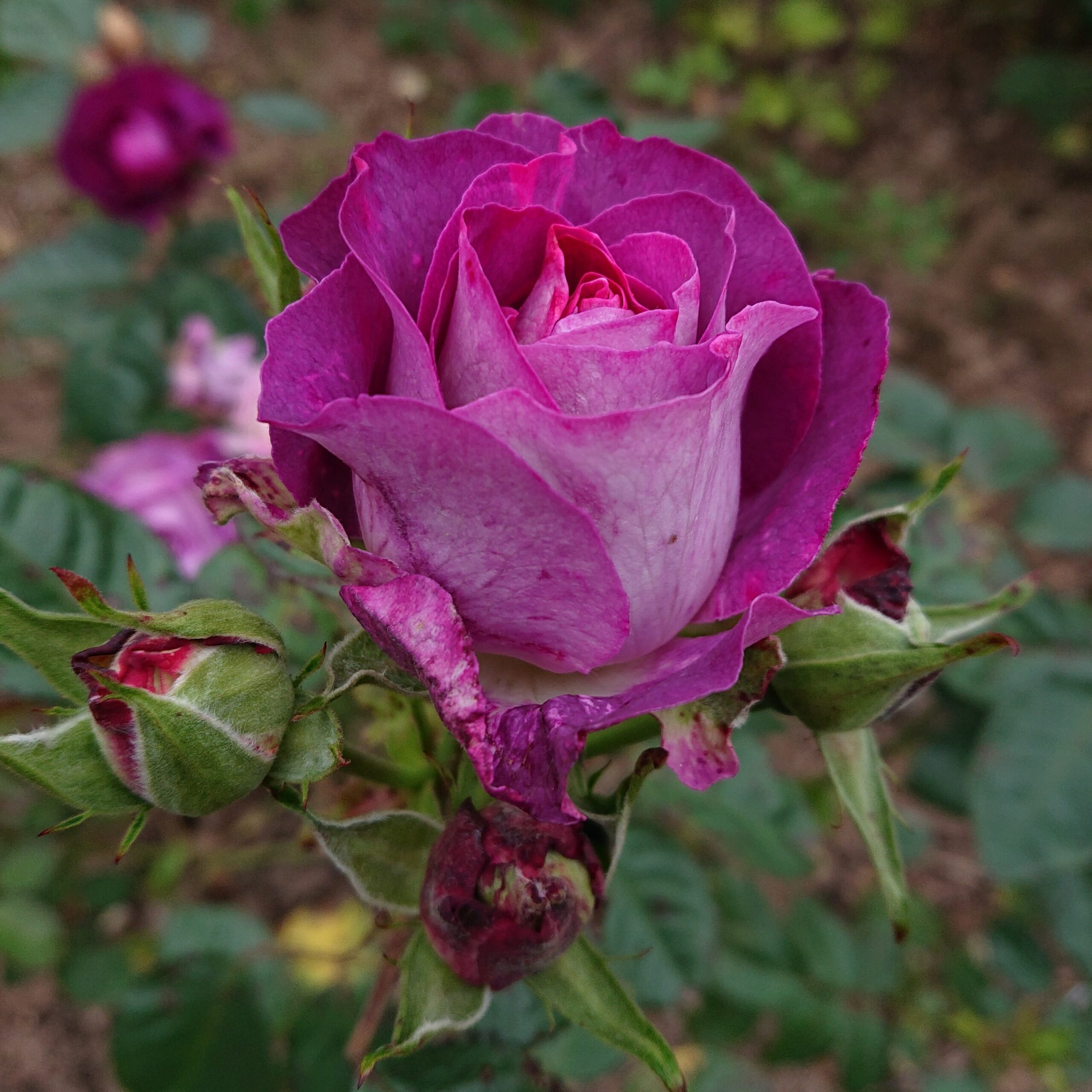 Olena – Bild 5