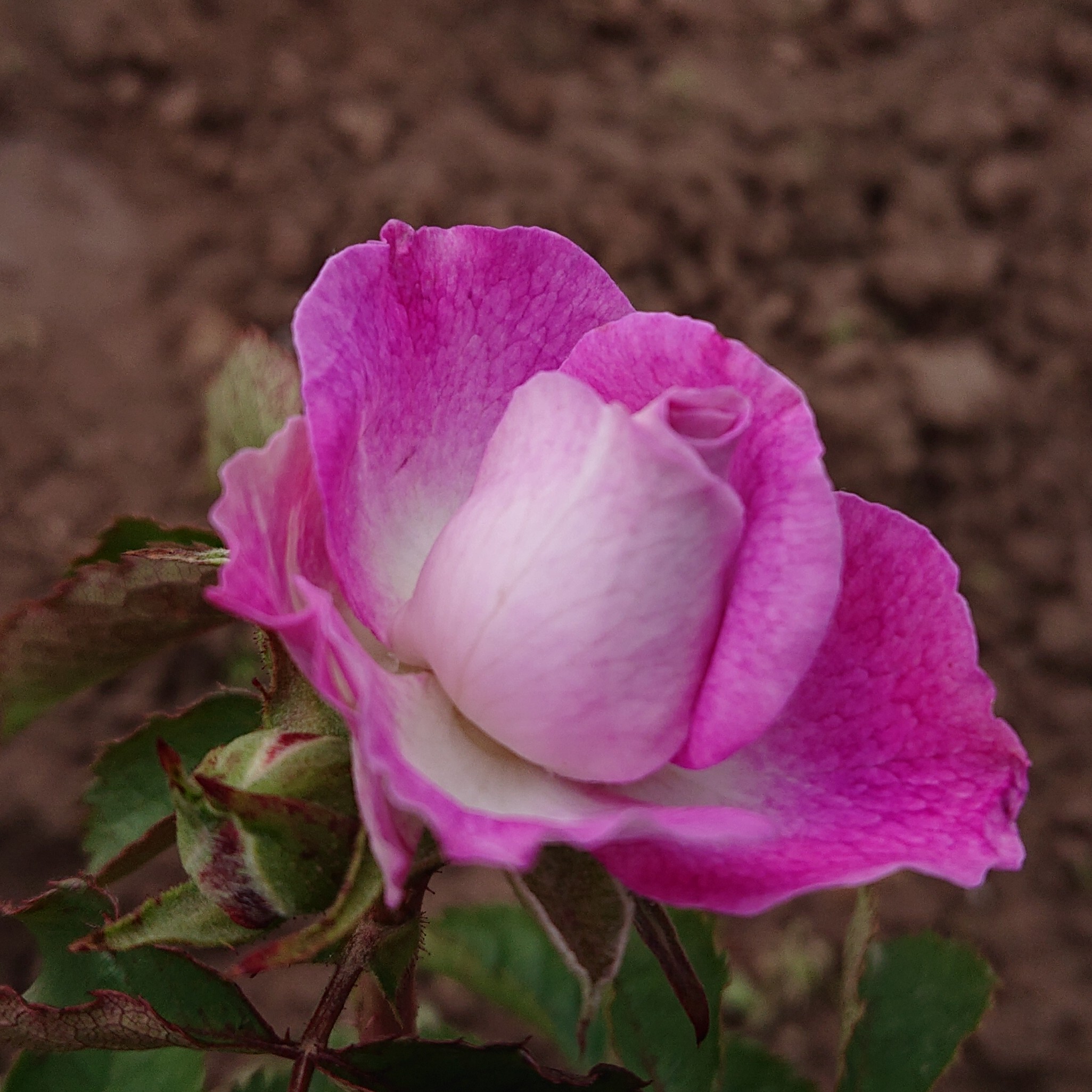 Olena – Bild 6