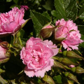 Pink Grootendorst