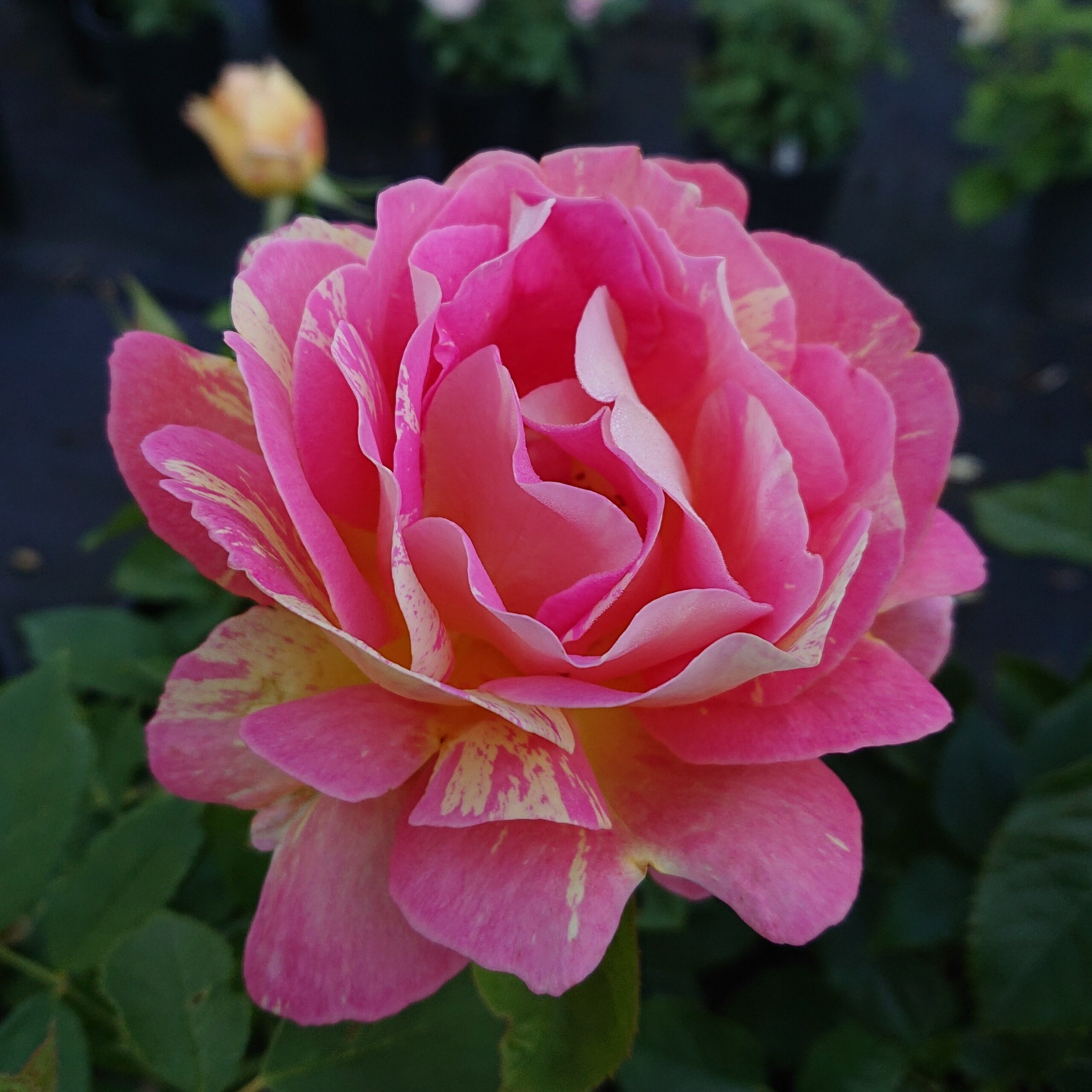 Rose des Cisterciens – Bild 2