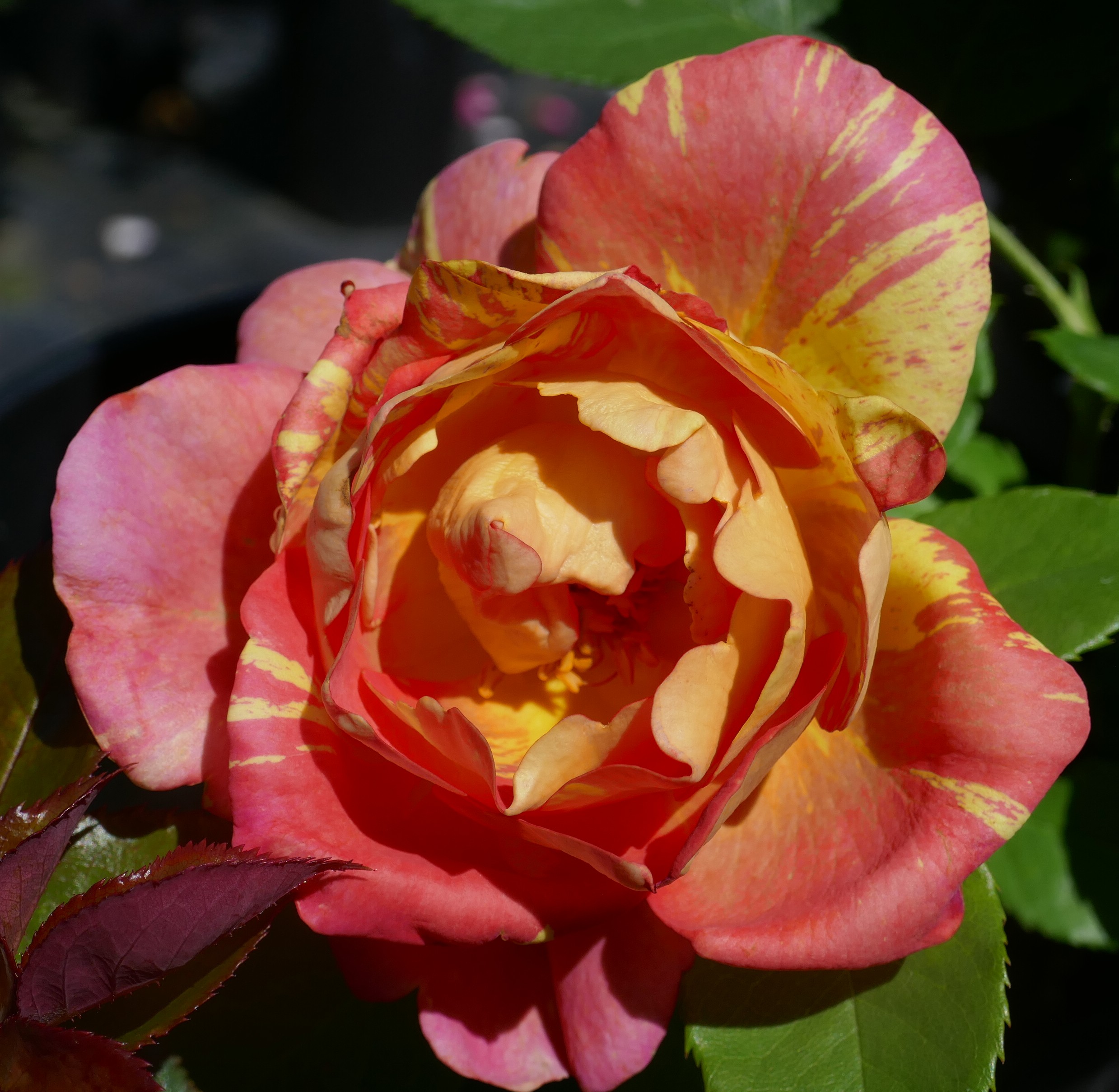 Rose des Cisterciens