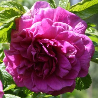 Roseraie de l`Hay