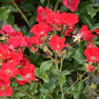 Sommerabend