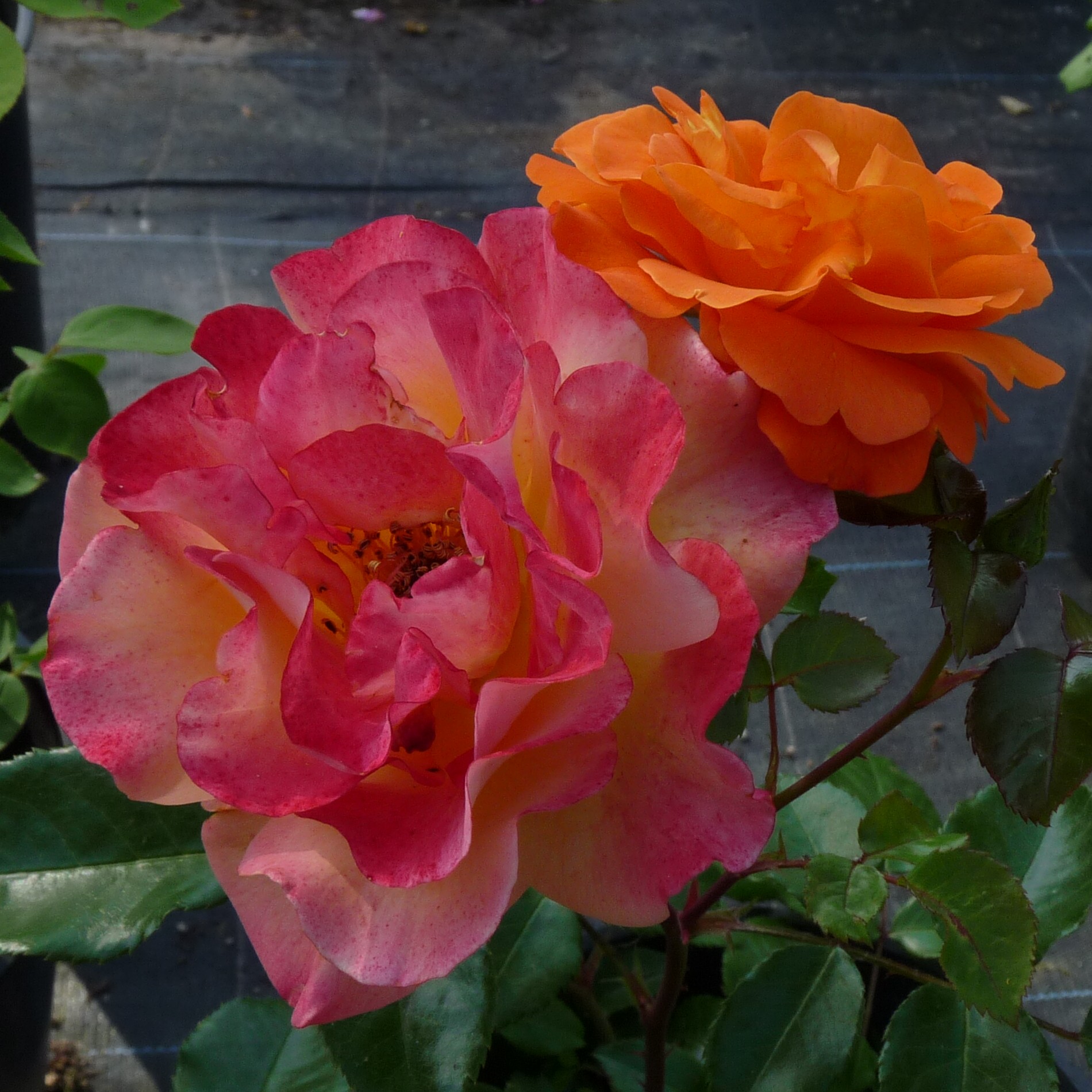 Westzeit – Bild 4