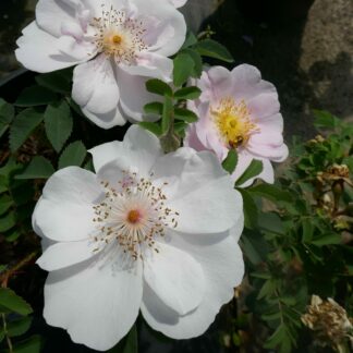 Bee Beauty