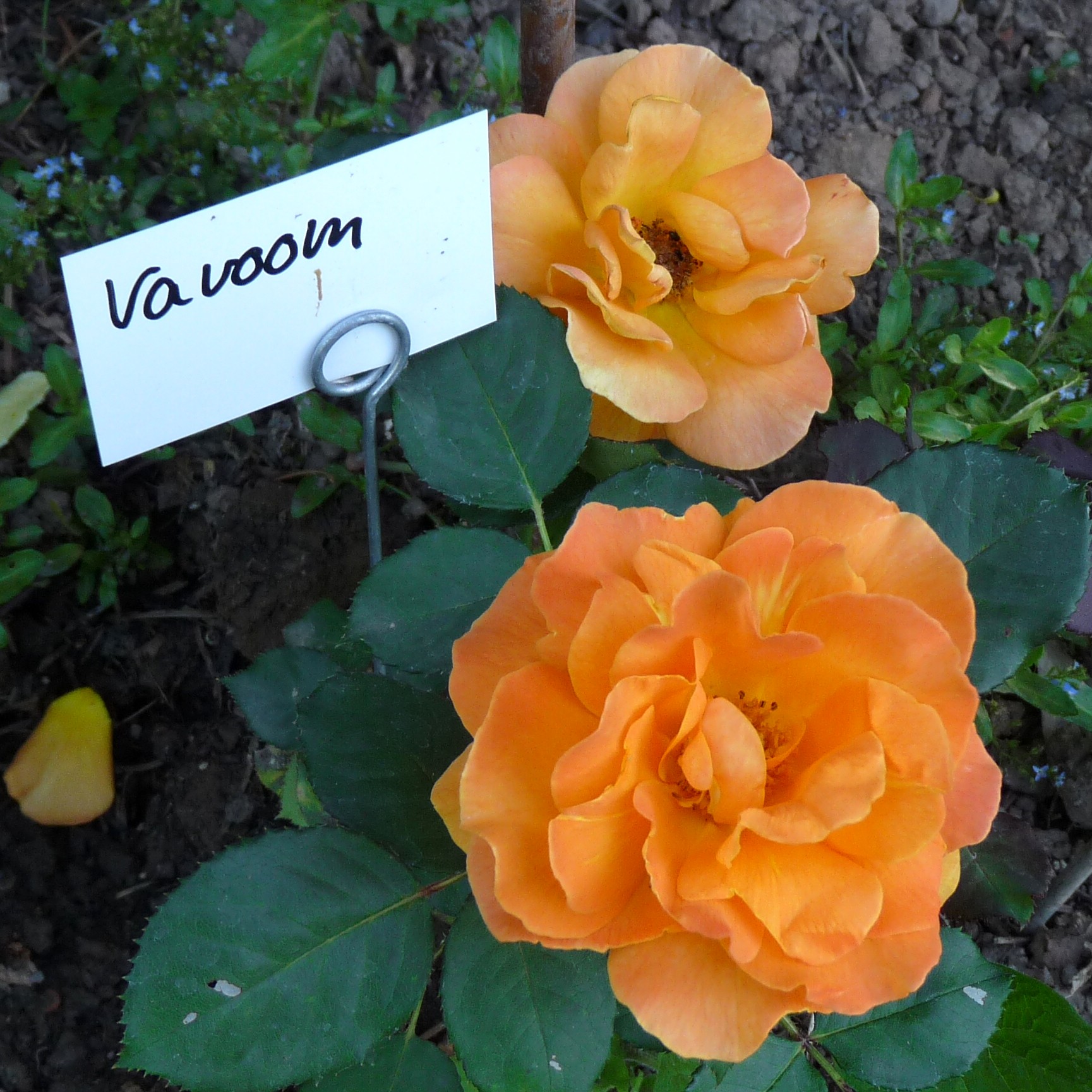 Vavoom – Bild 3