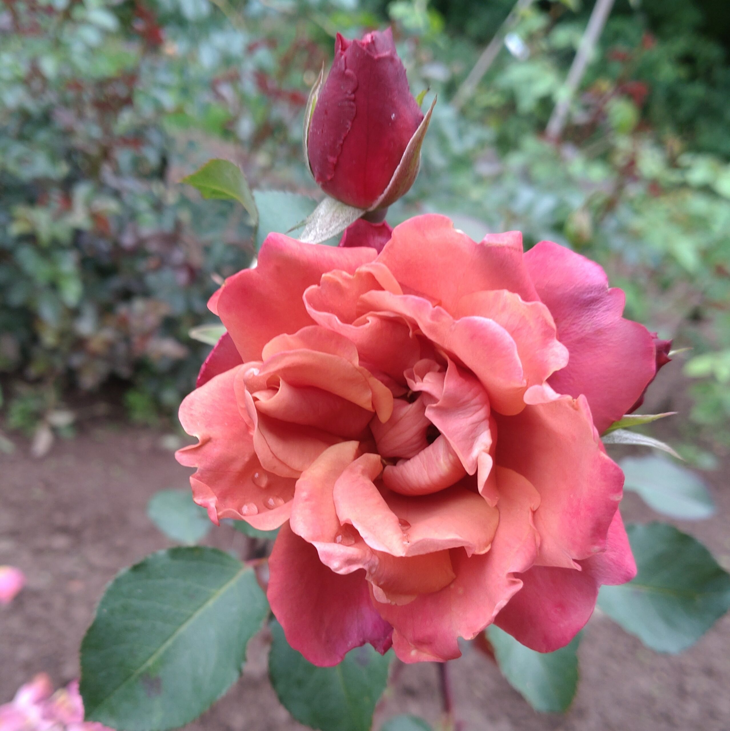 Cha-Cha – Bild 3