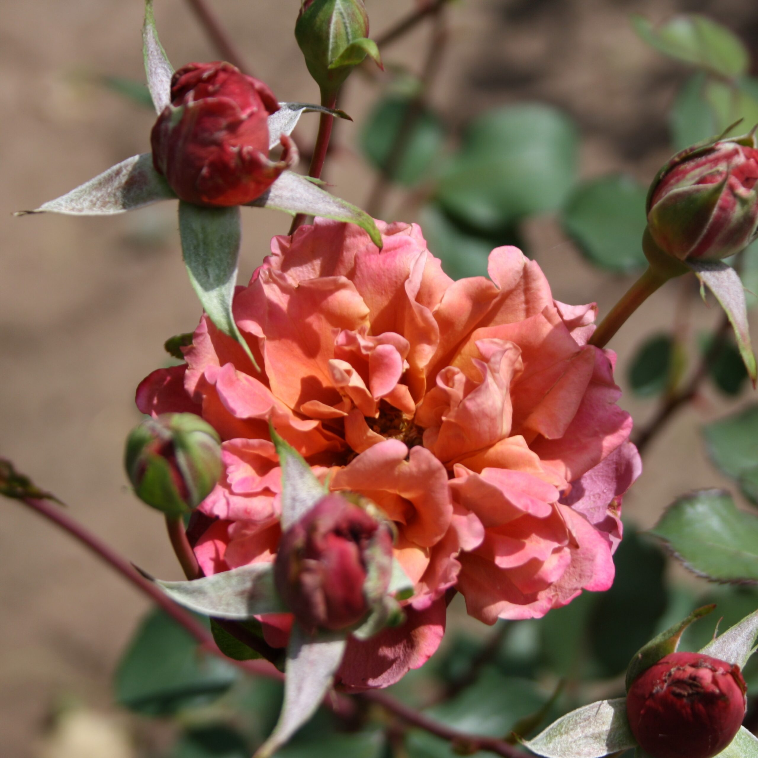 Cha-Cha – Bild 4