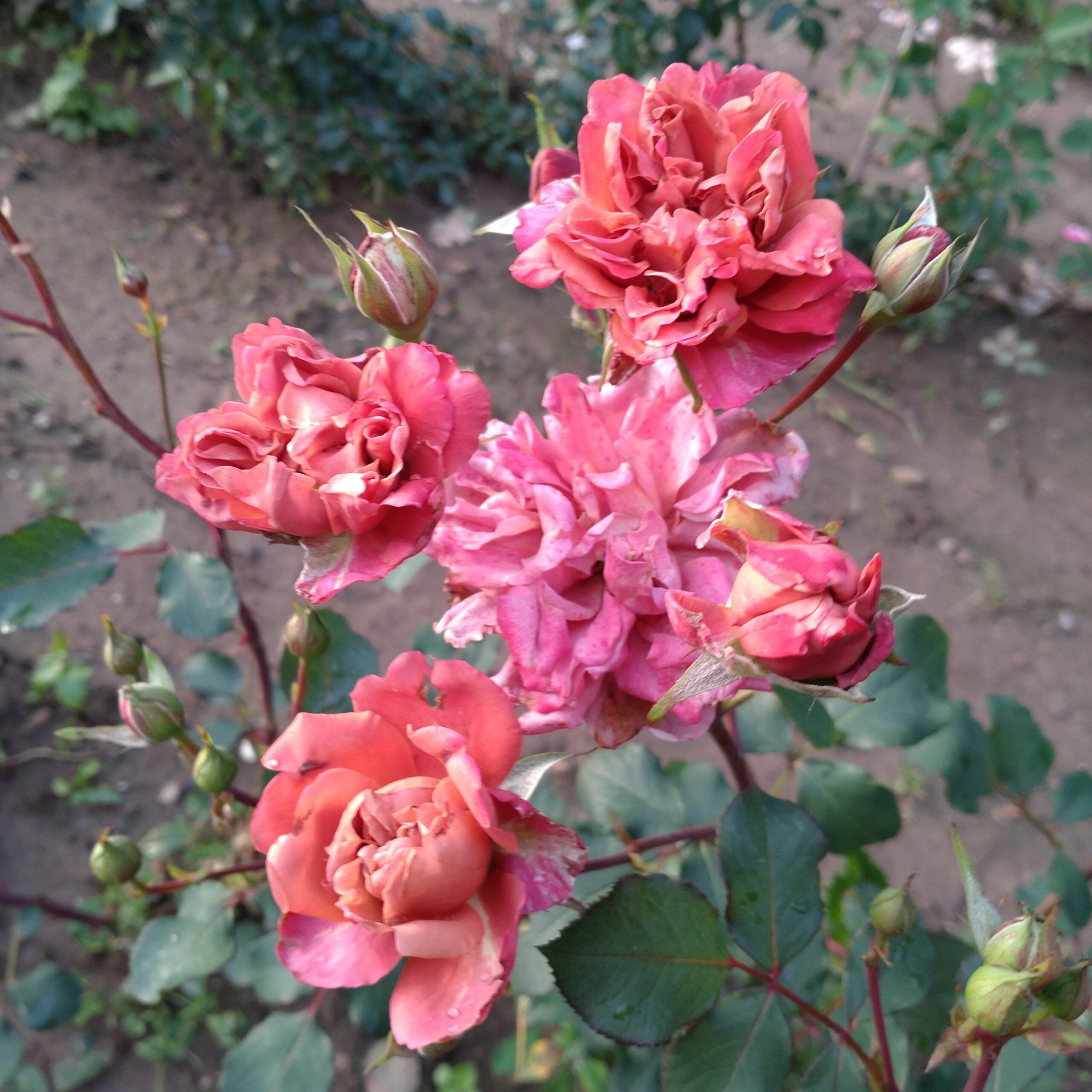 Cha-Cha – Bild 5