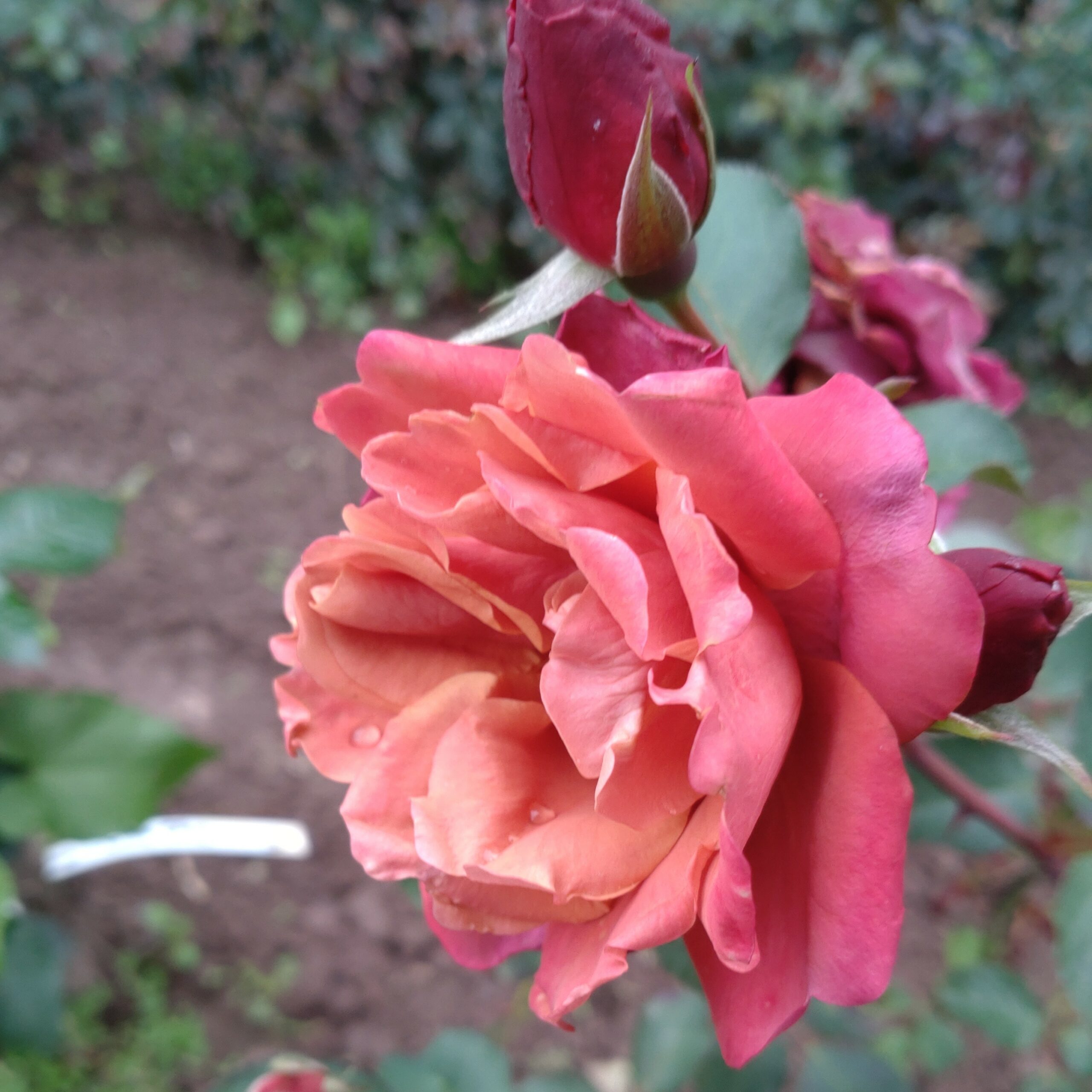 Cha-Cha – Bild 6