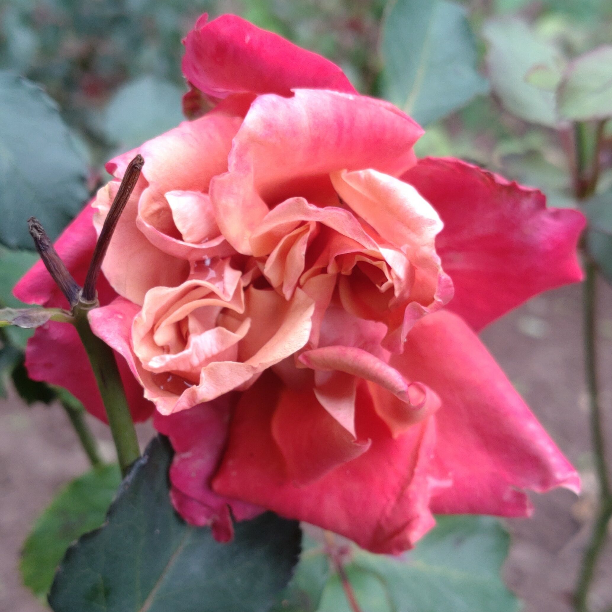 Cha-Cha – Bild 7