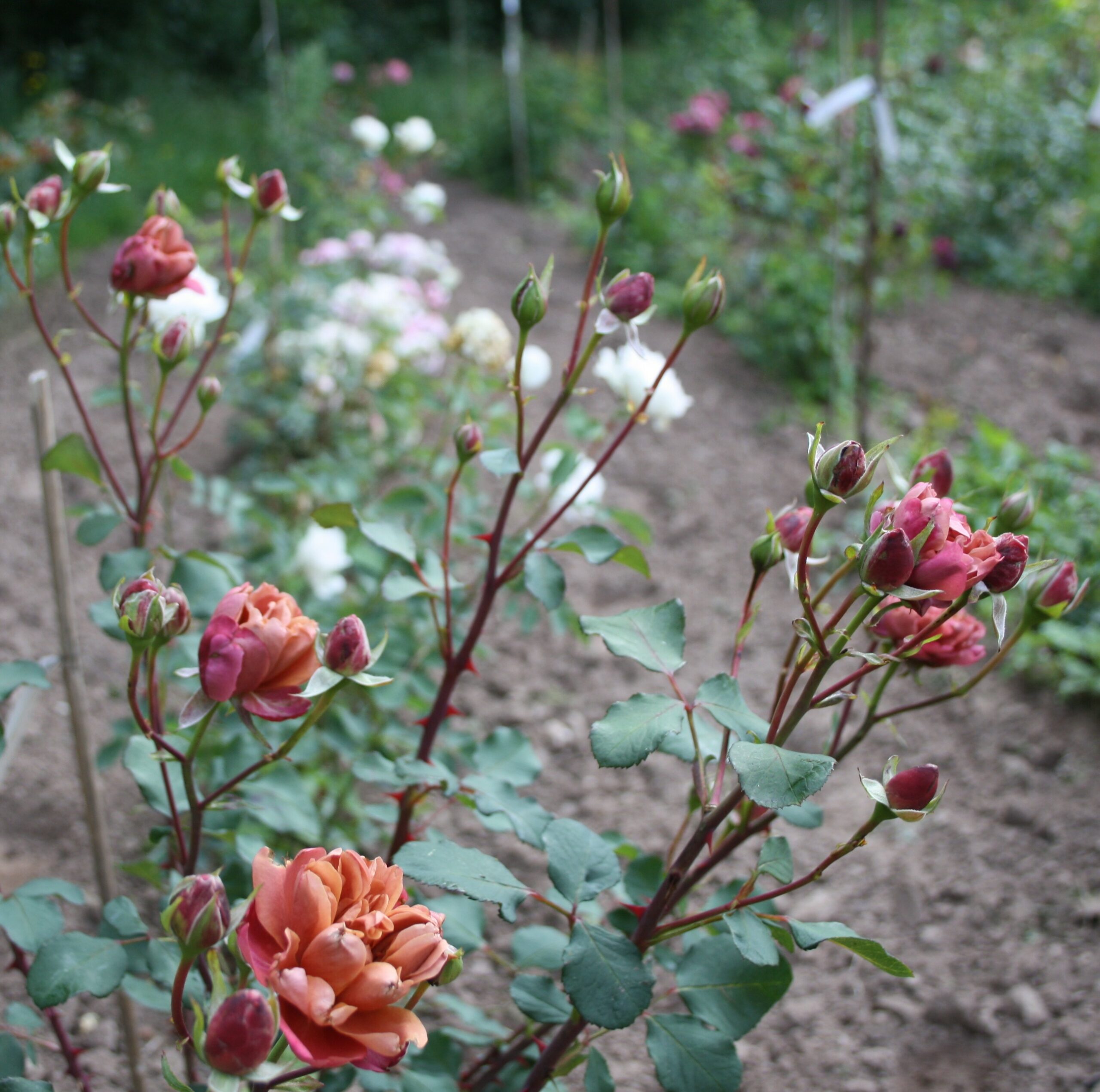 Cha-Cha – Bild 8