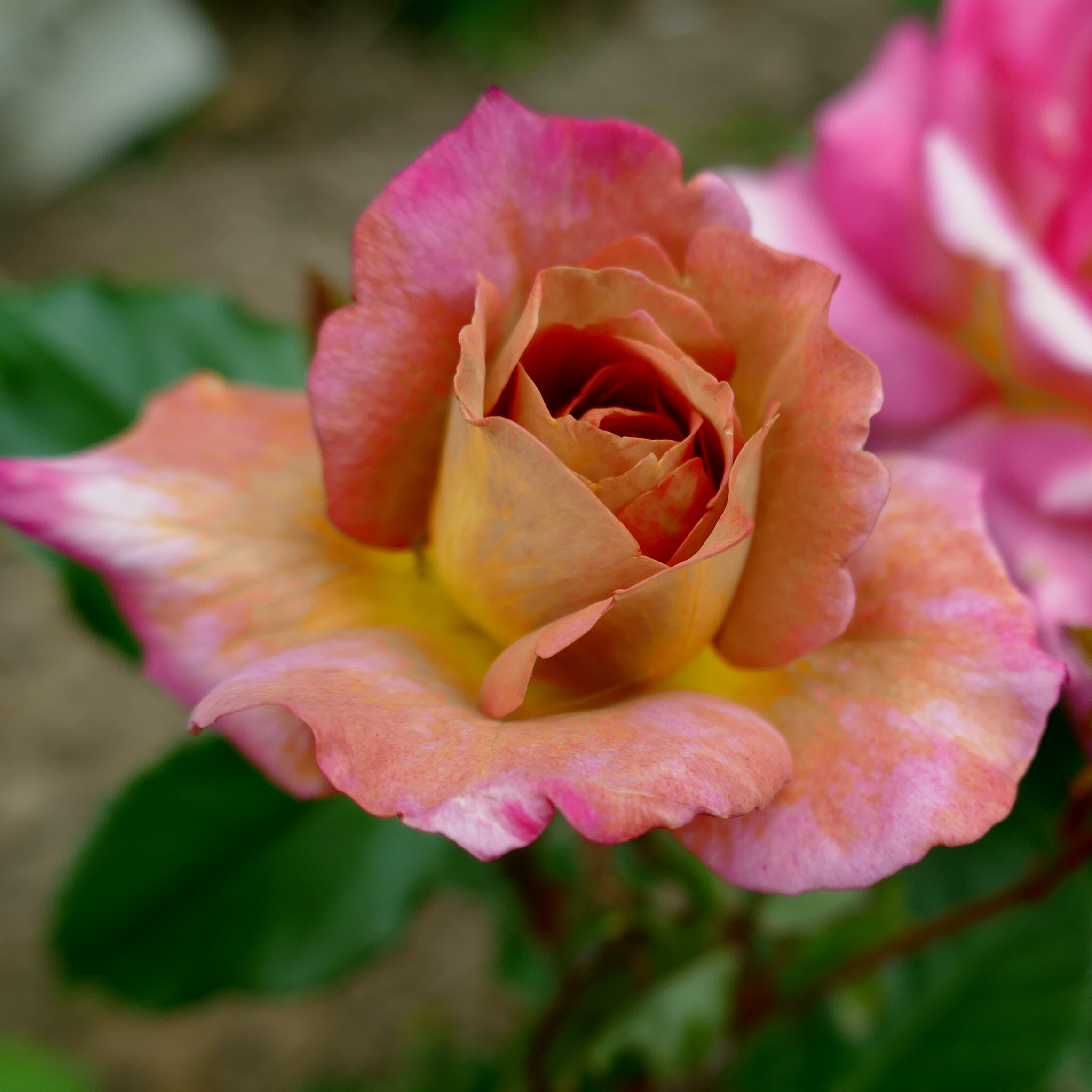 Coffee Country – Bild 2