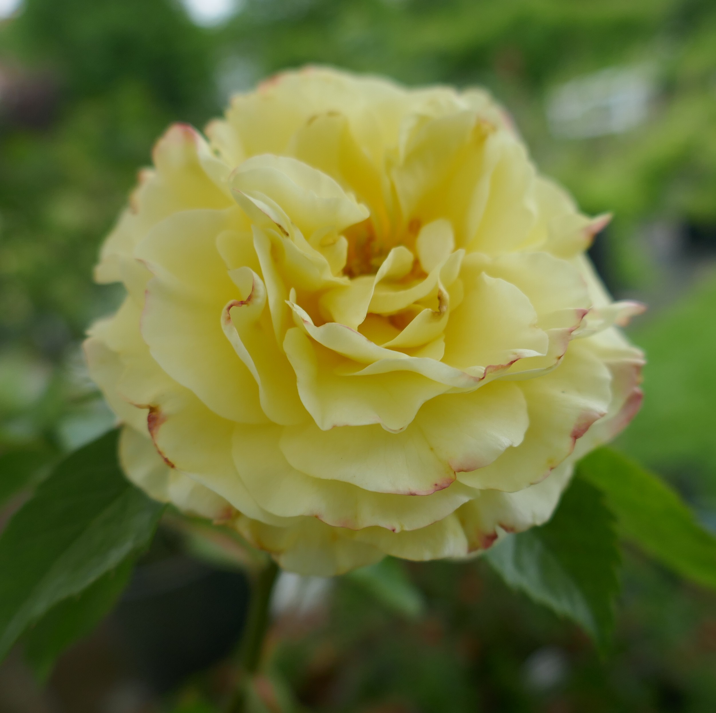 SCHA-kal2 – Bild 4