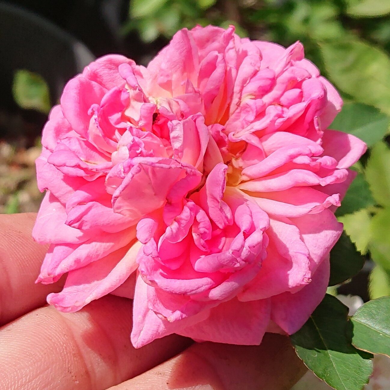 Anja 19-4 – Bild 3