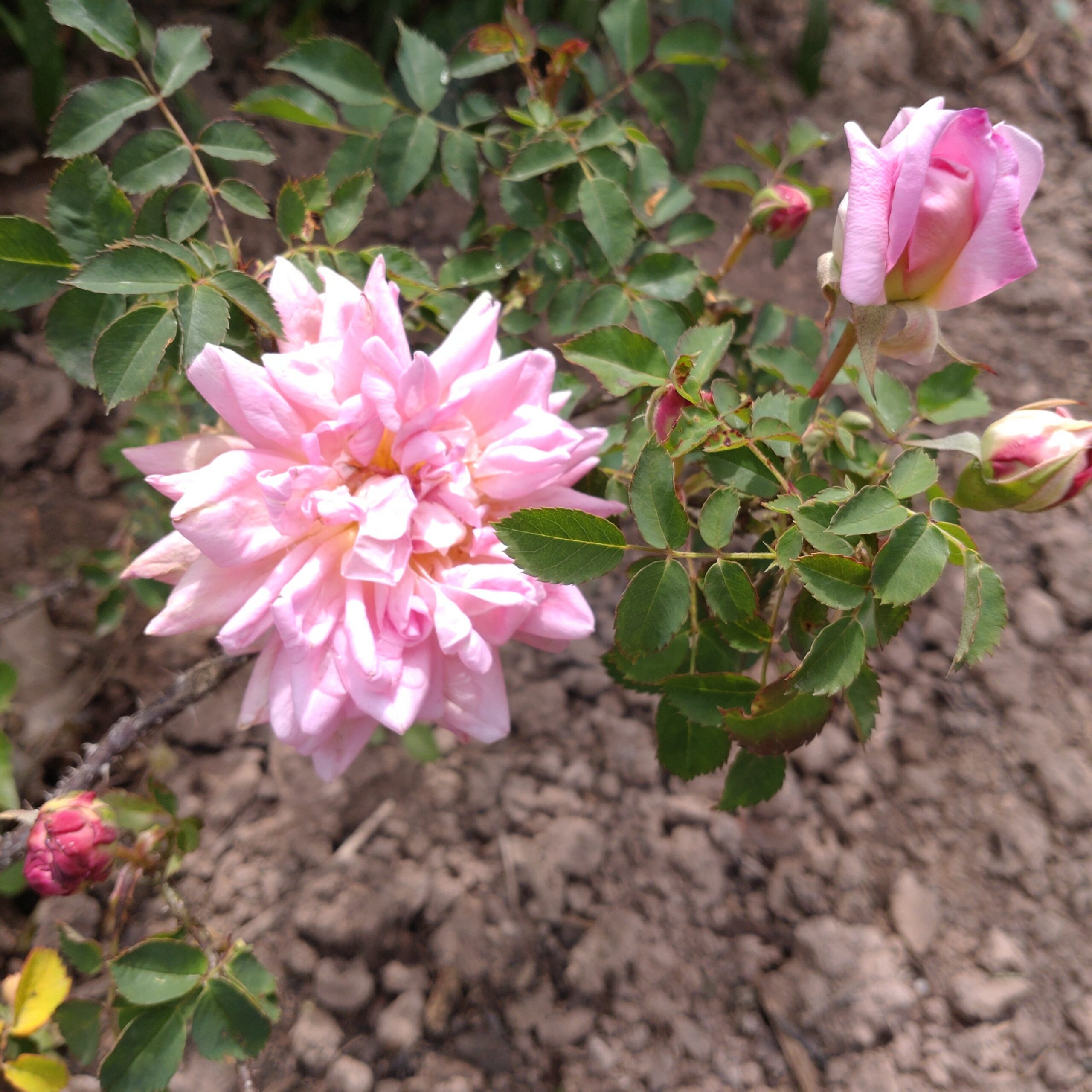 Anja 19-4 – Bild 4