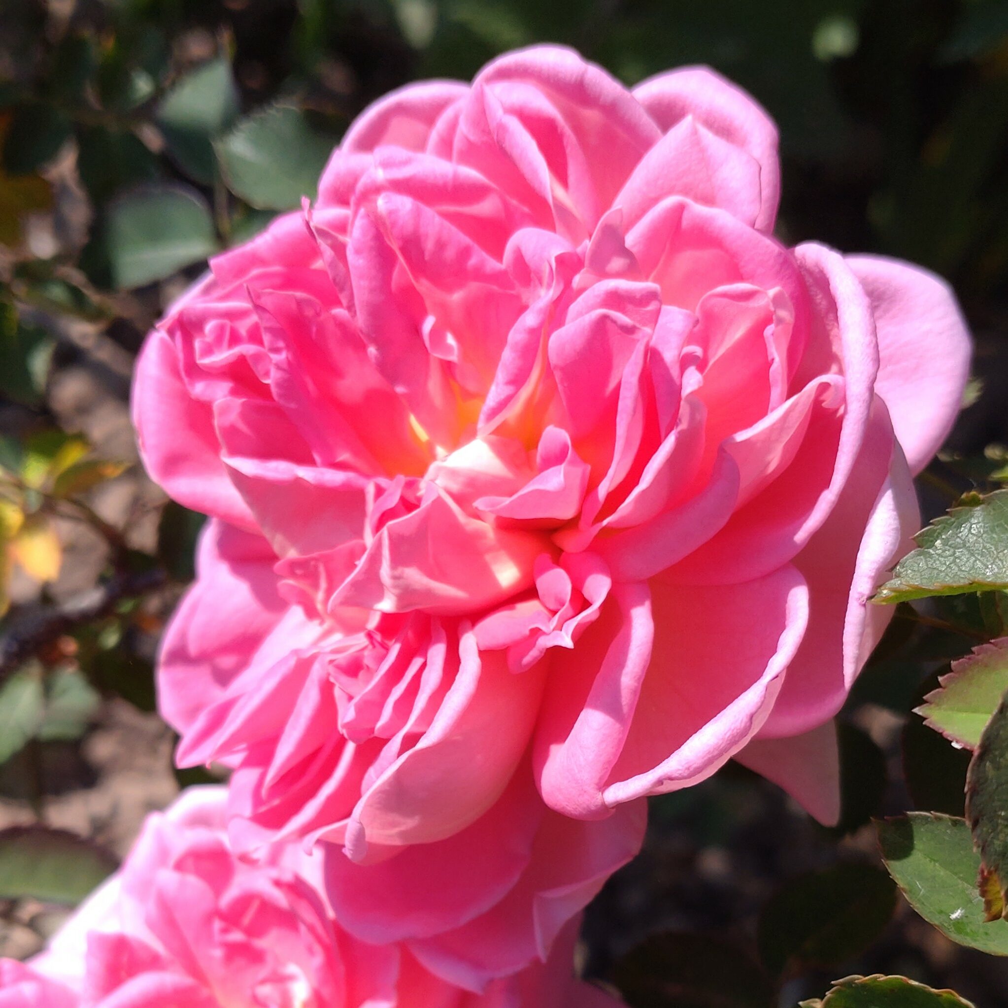Anja 19-4 – Bild 6