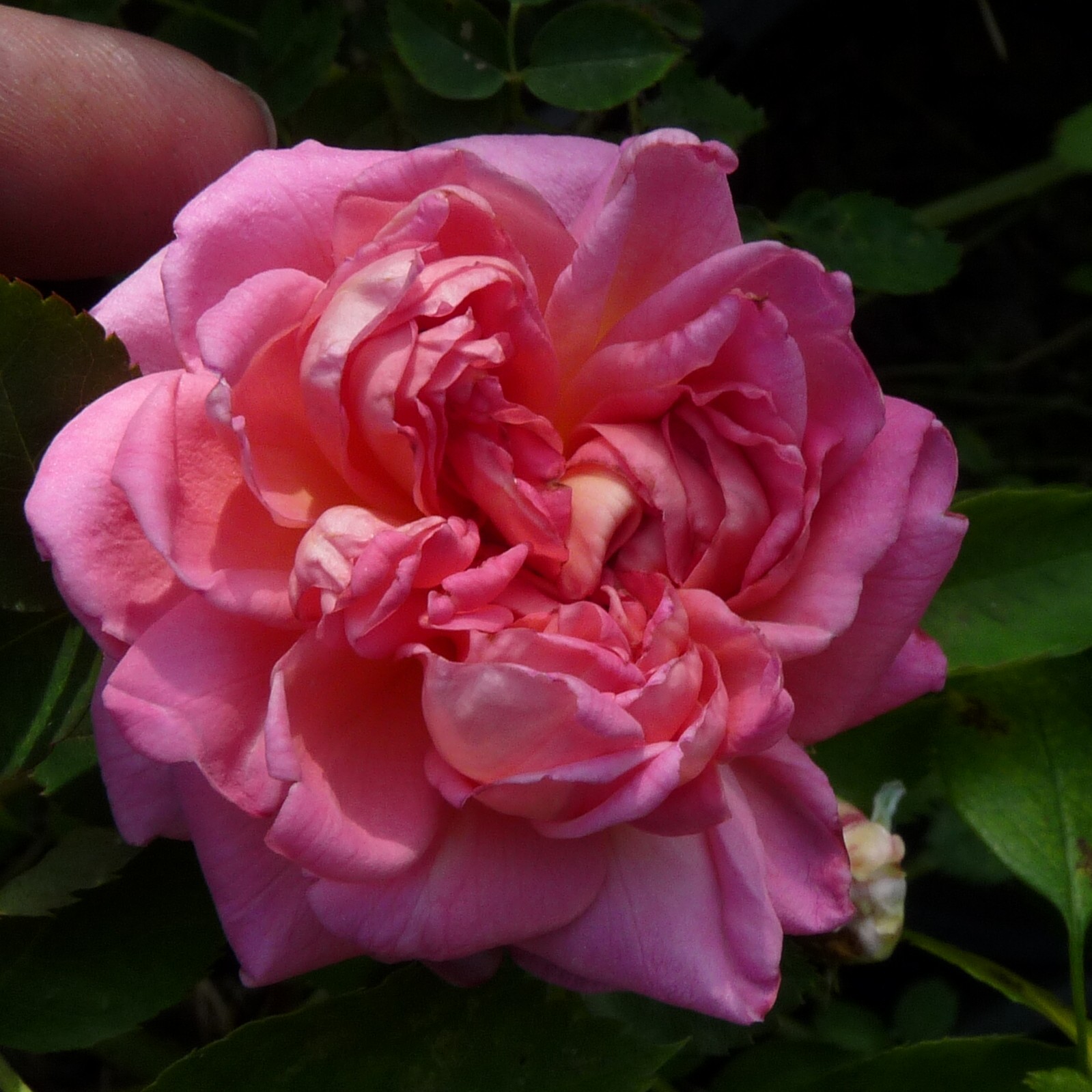 Anja 19-4 – Bild 2