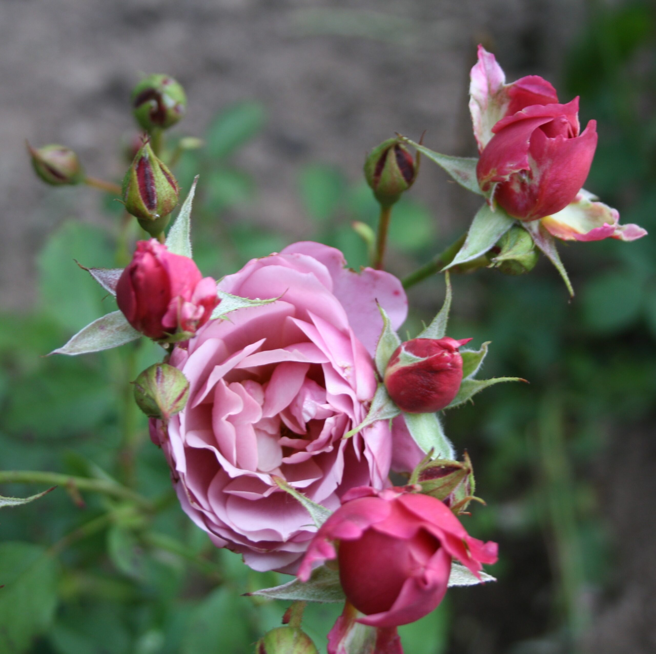Aoi – Bild 12