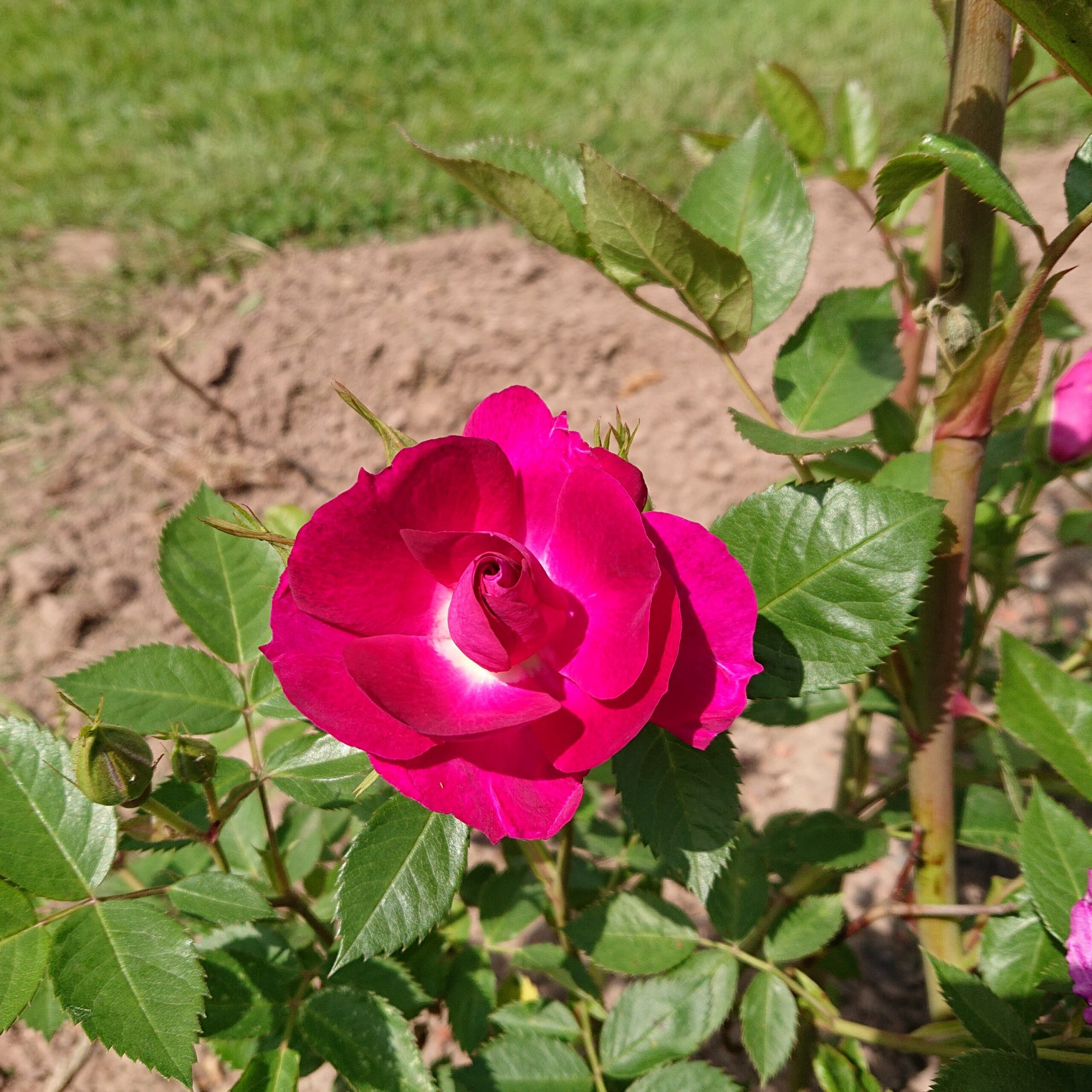 Big Smile – Bild 4