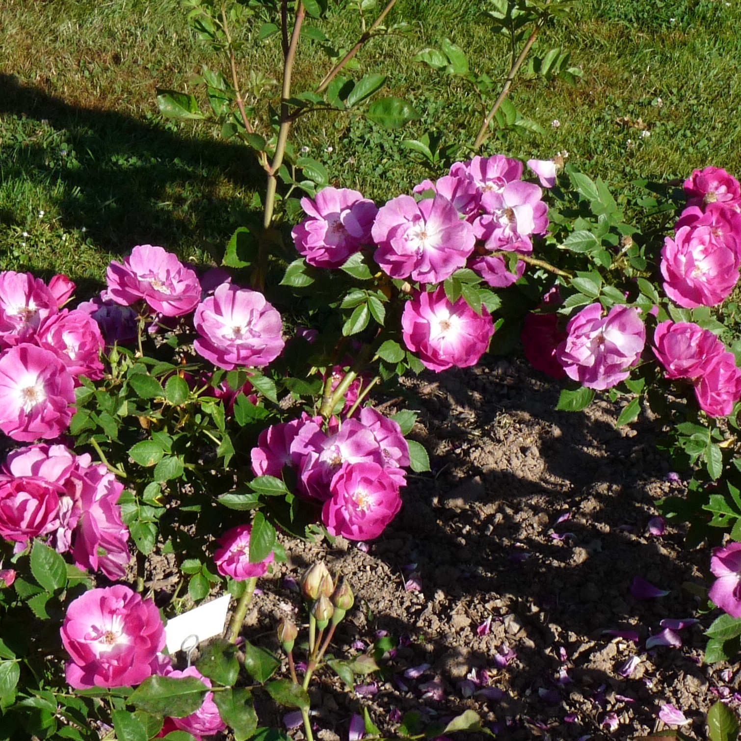 Big Smile – Bild 8