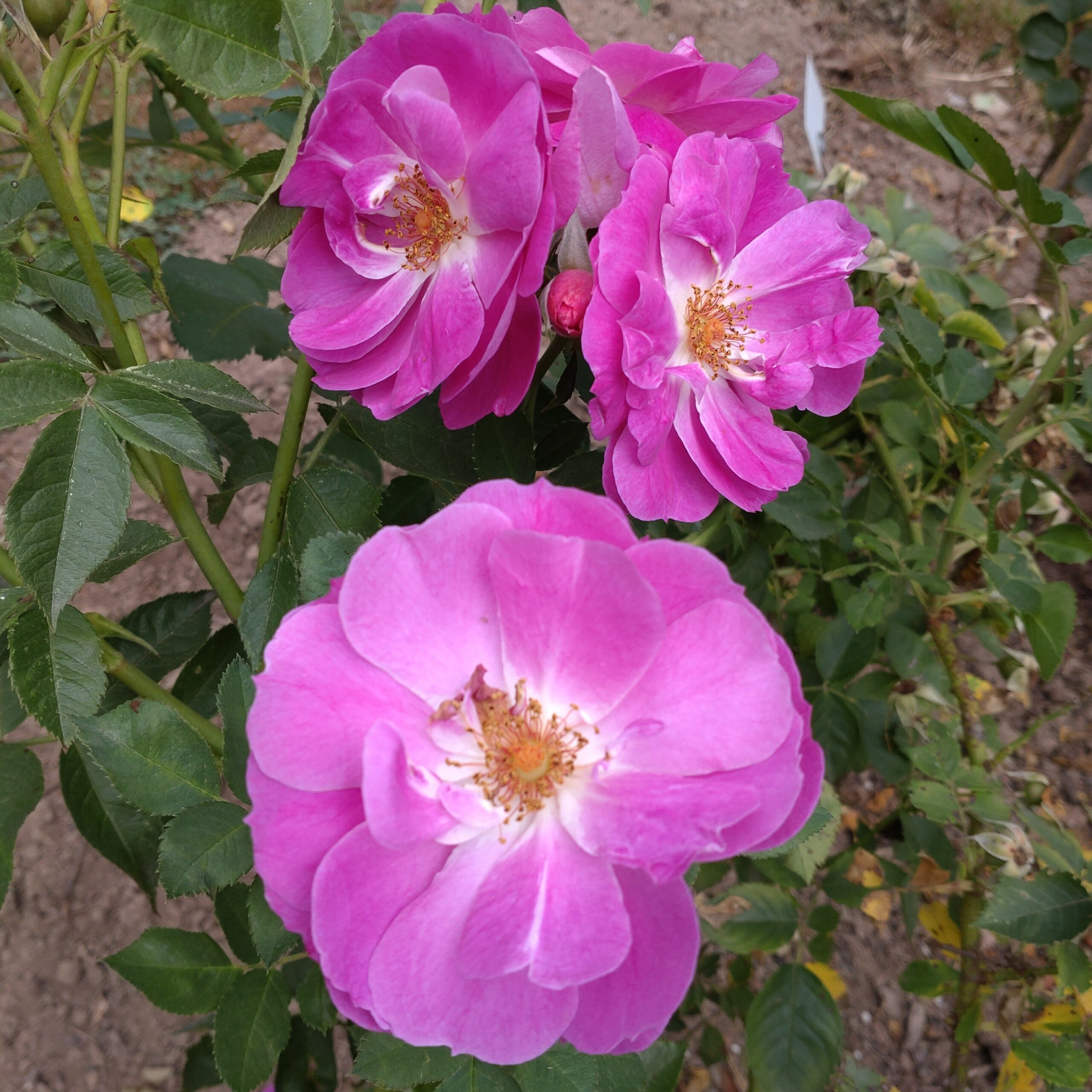 Big Smile – Bild 9