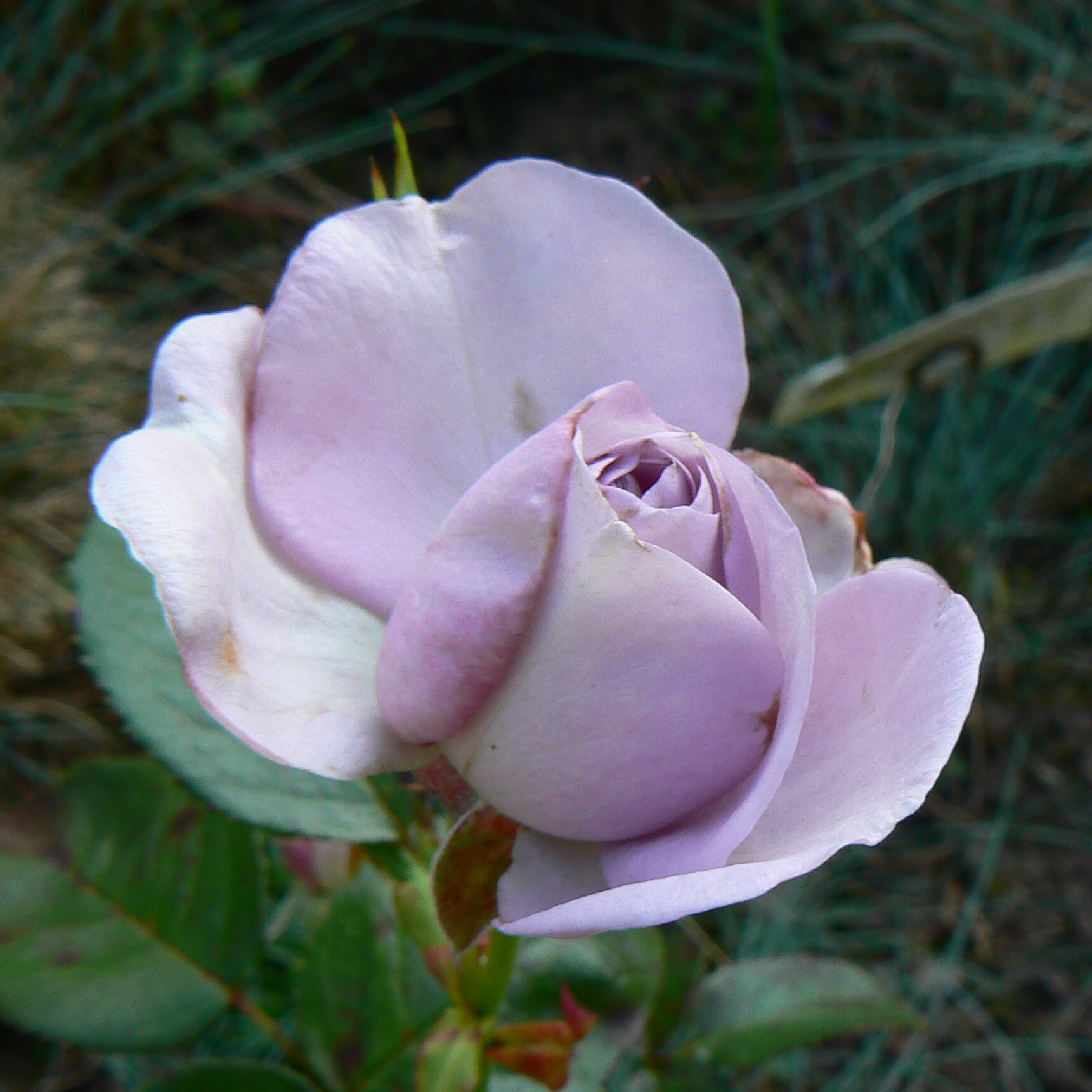 Blue Bajou – Bild 12