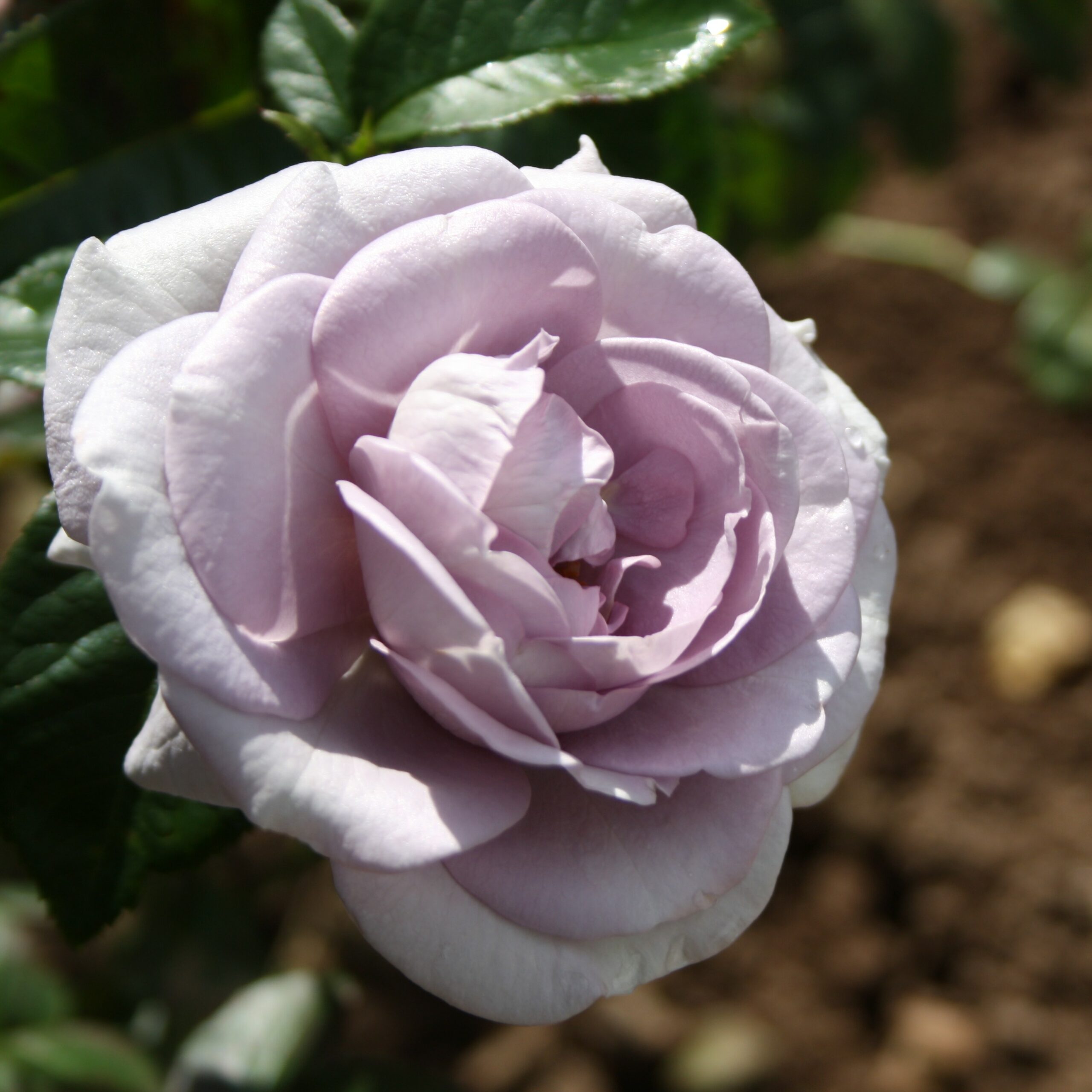 Blue Bajou – Bild 3