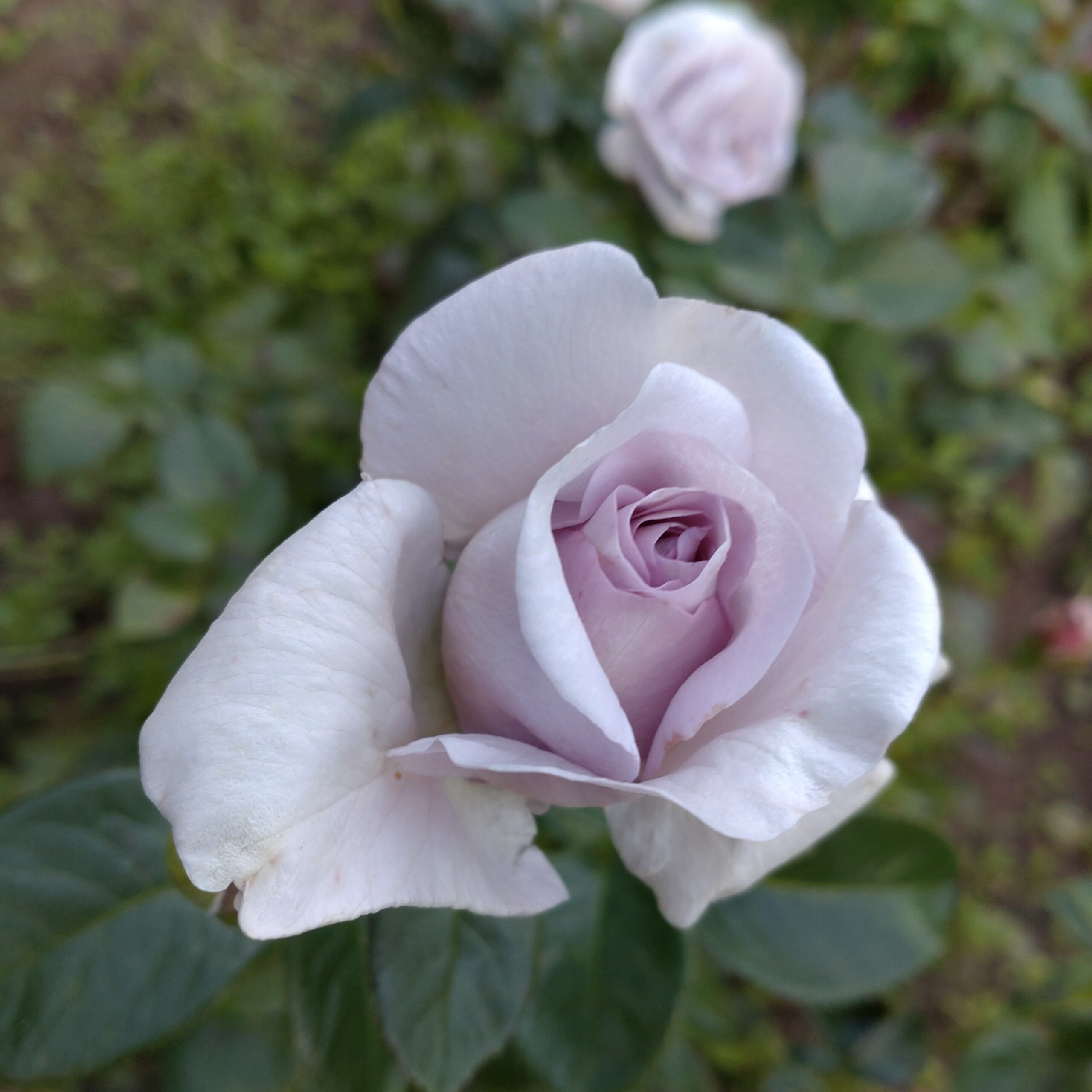 Blue Bajou – Bild 5