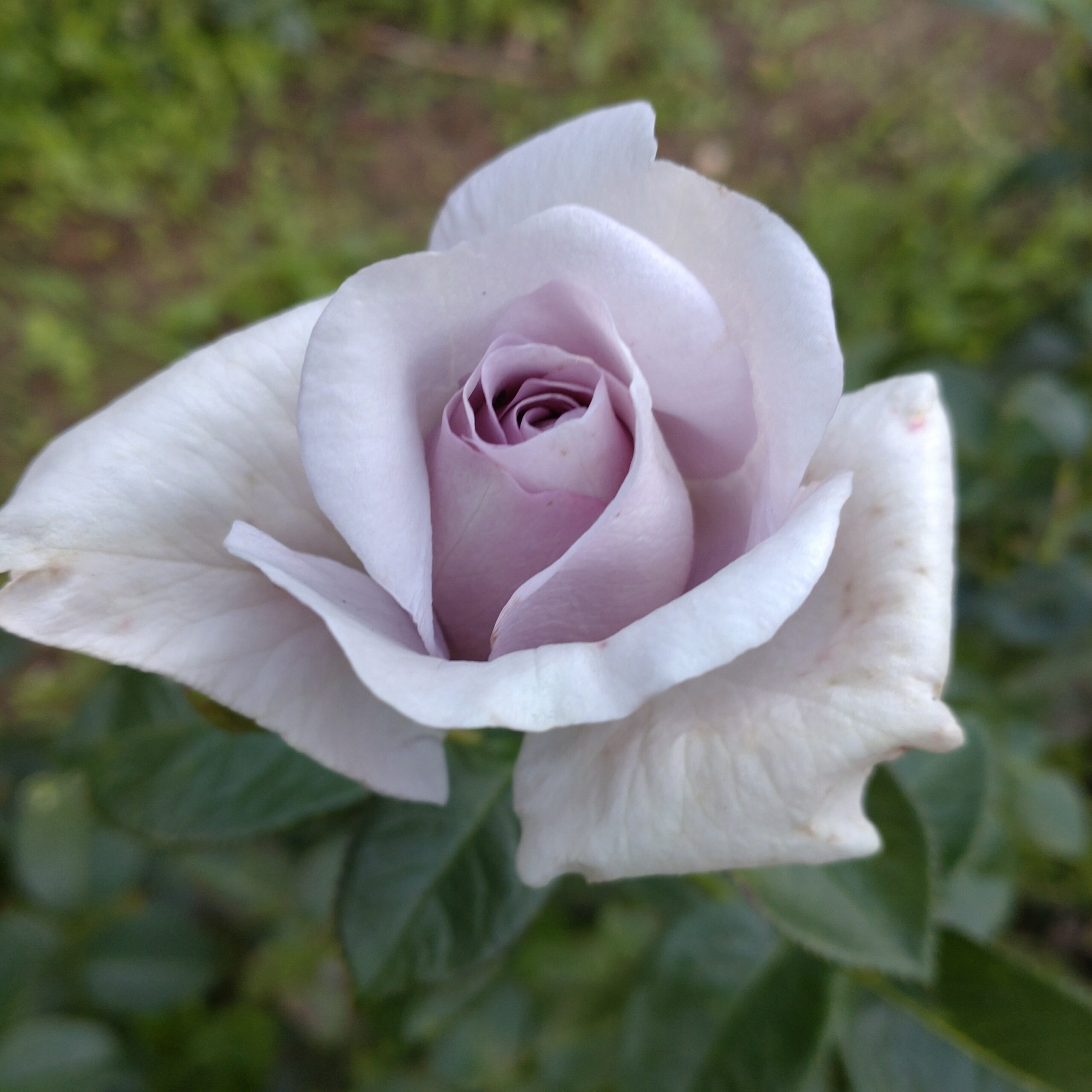 Blue Bajou – Bild 6