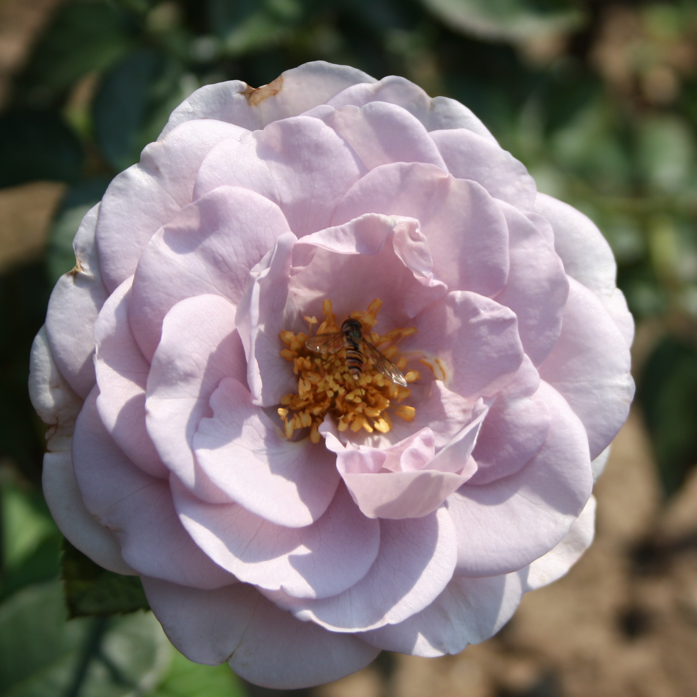 Blue Bajou – Bild 7