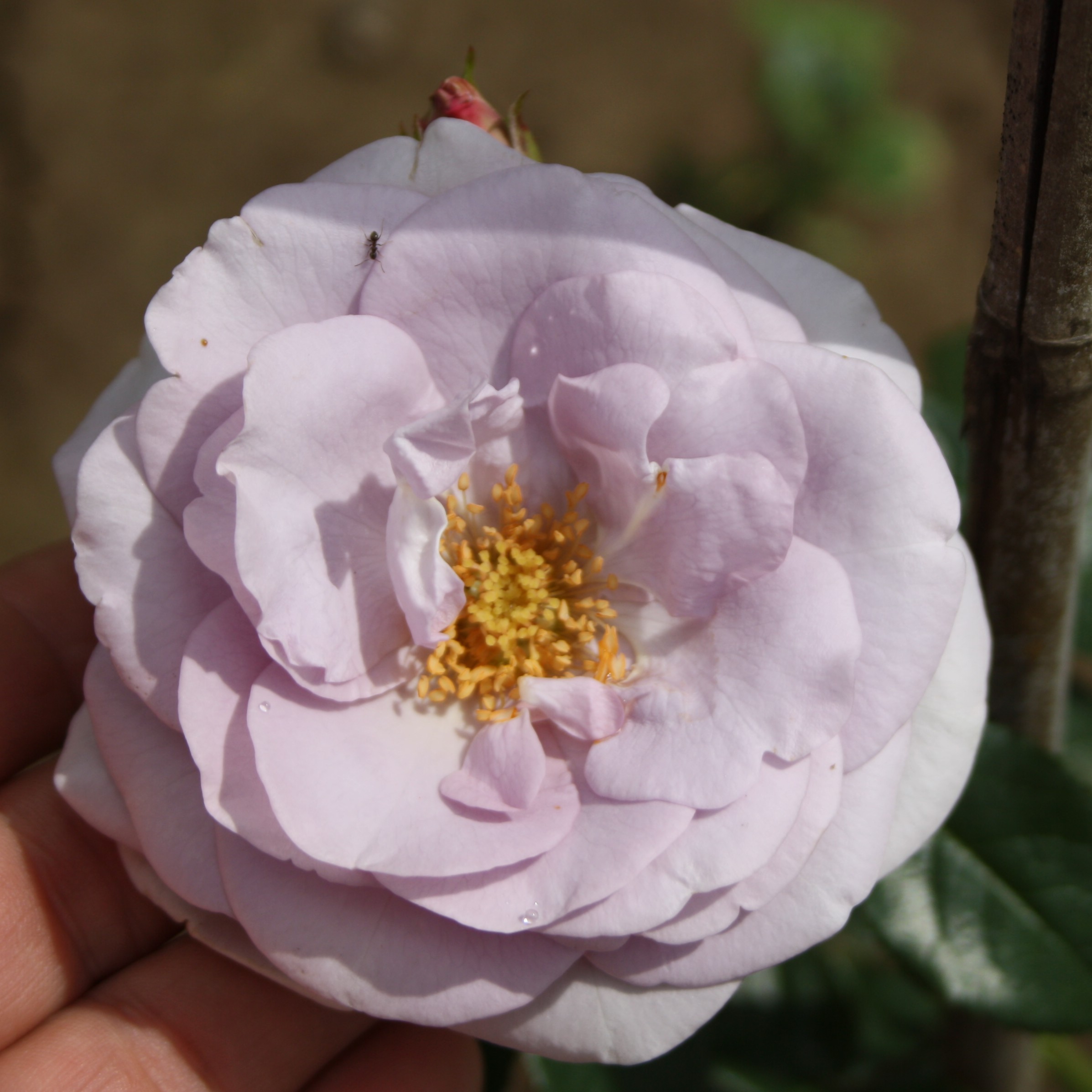 Blue Bajou – Bild 8