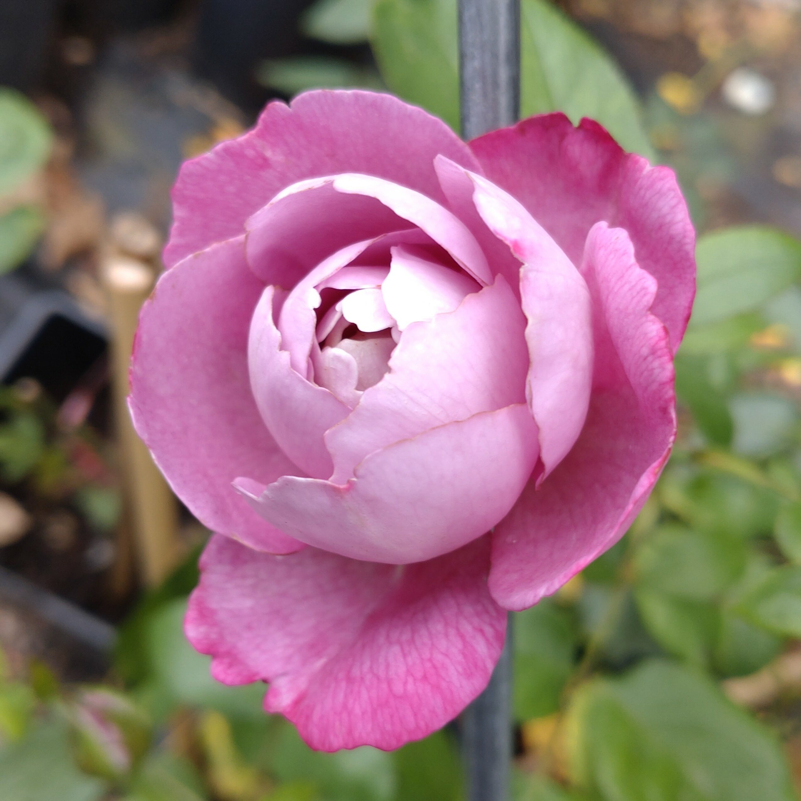 Boule de Parfum – Bild 9
