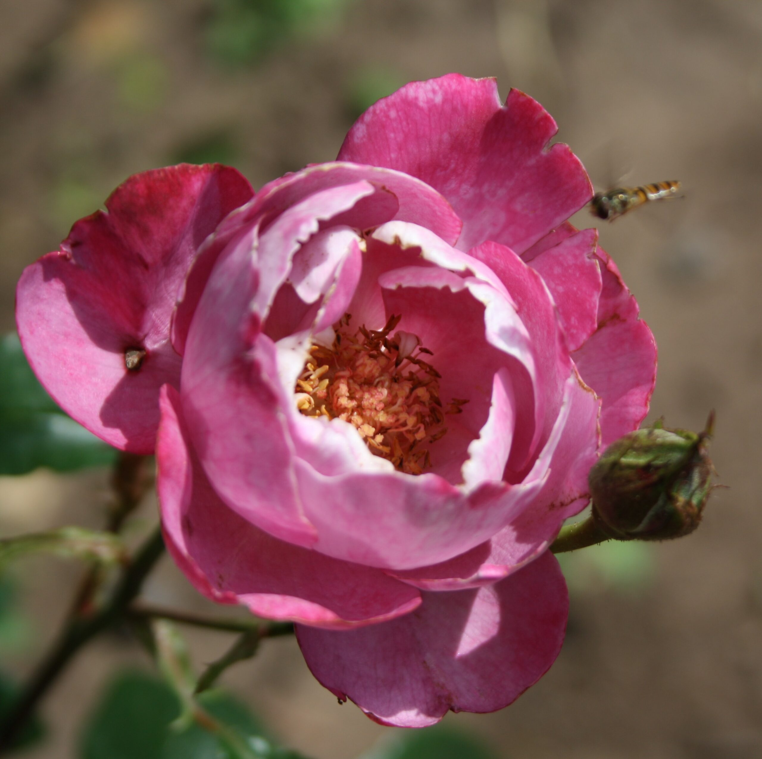 Boule de Parfum – Bild 3