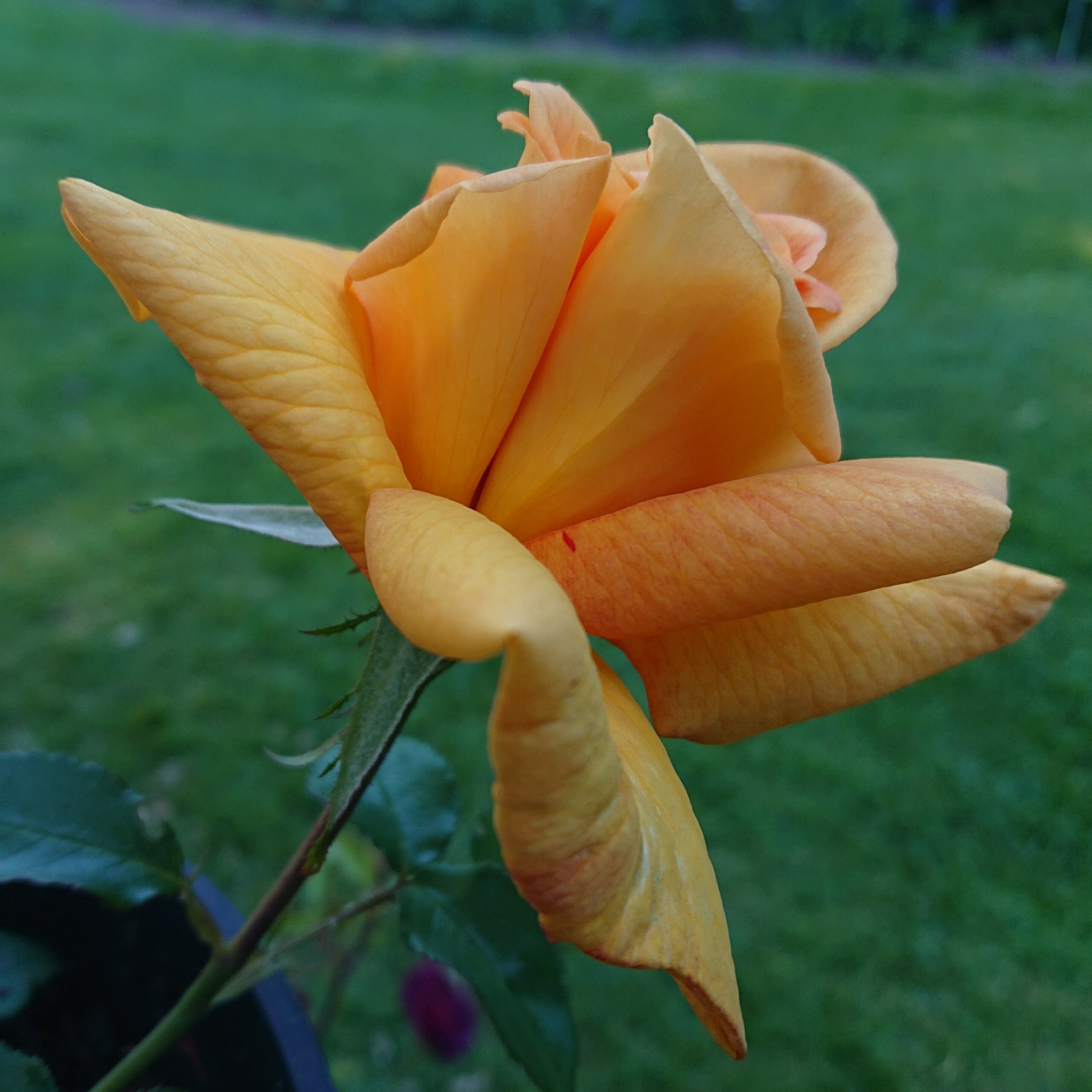 Doreen – Bild 2