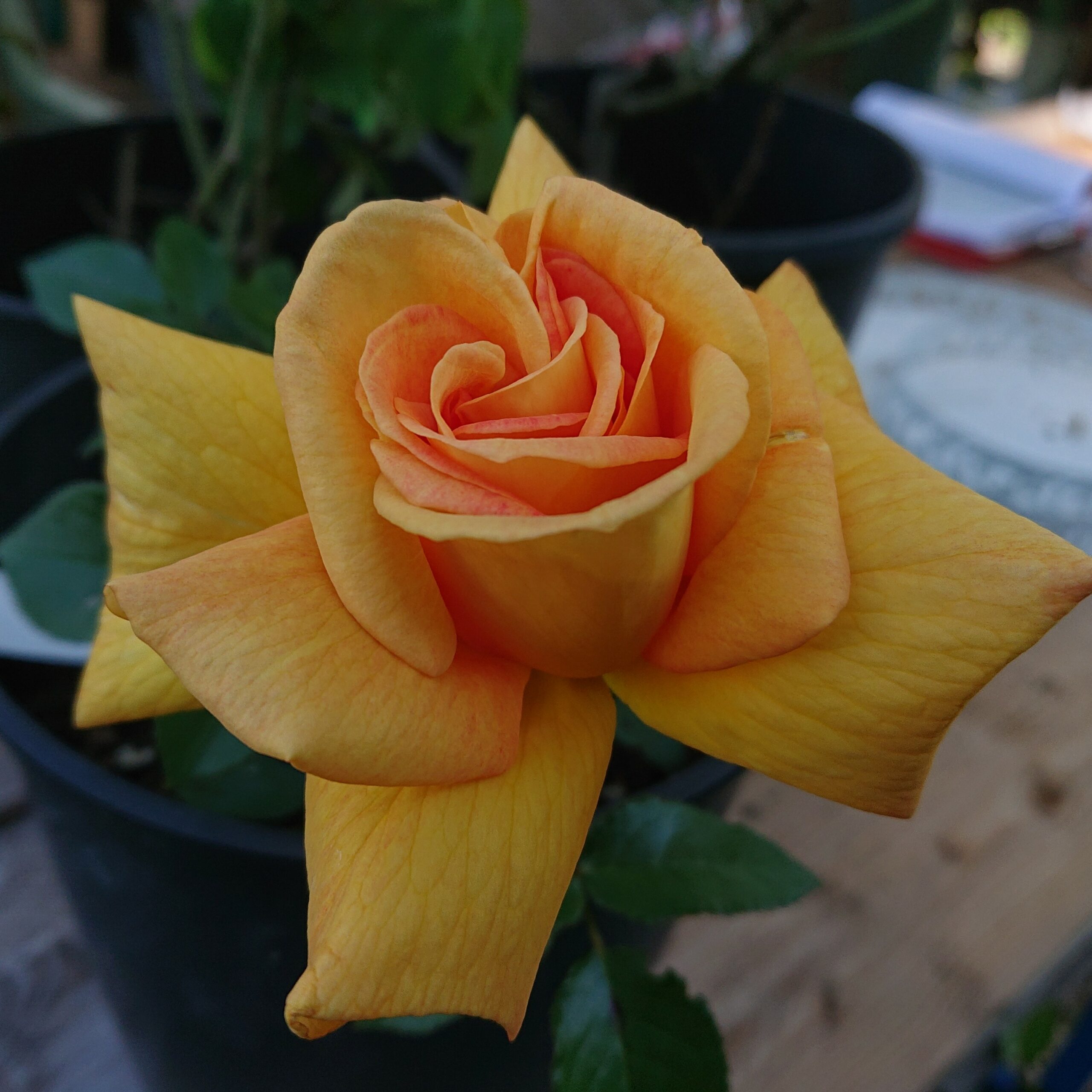 Doreen – Bild 3